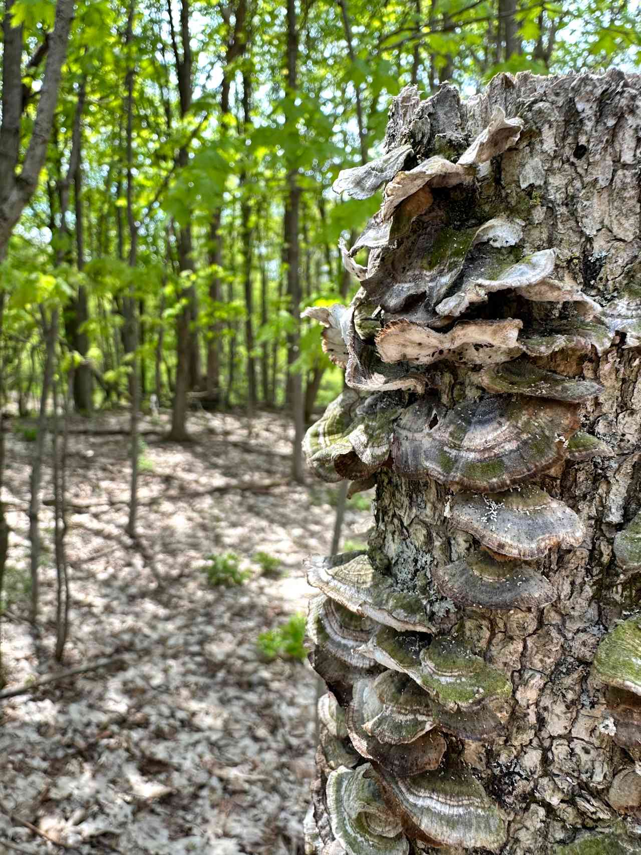 Greenacres Forest and Trails