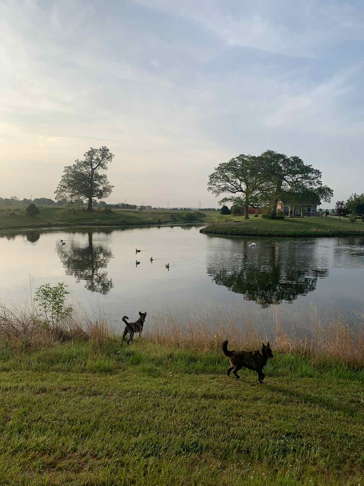 Buena Vista Farms