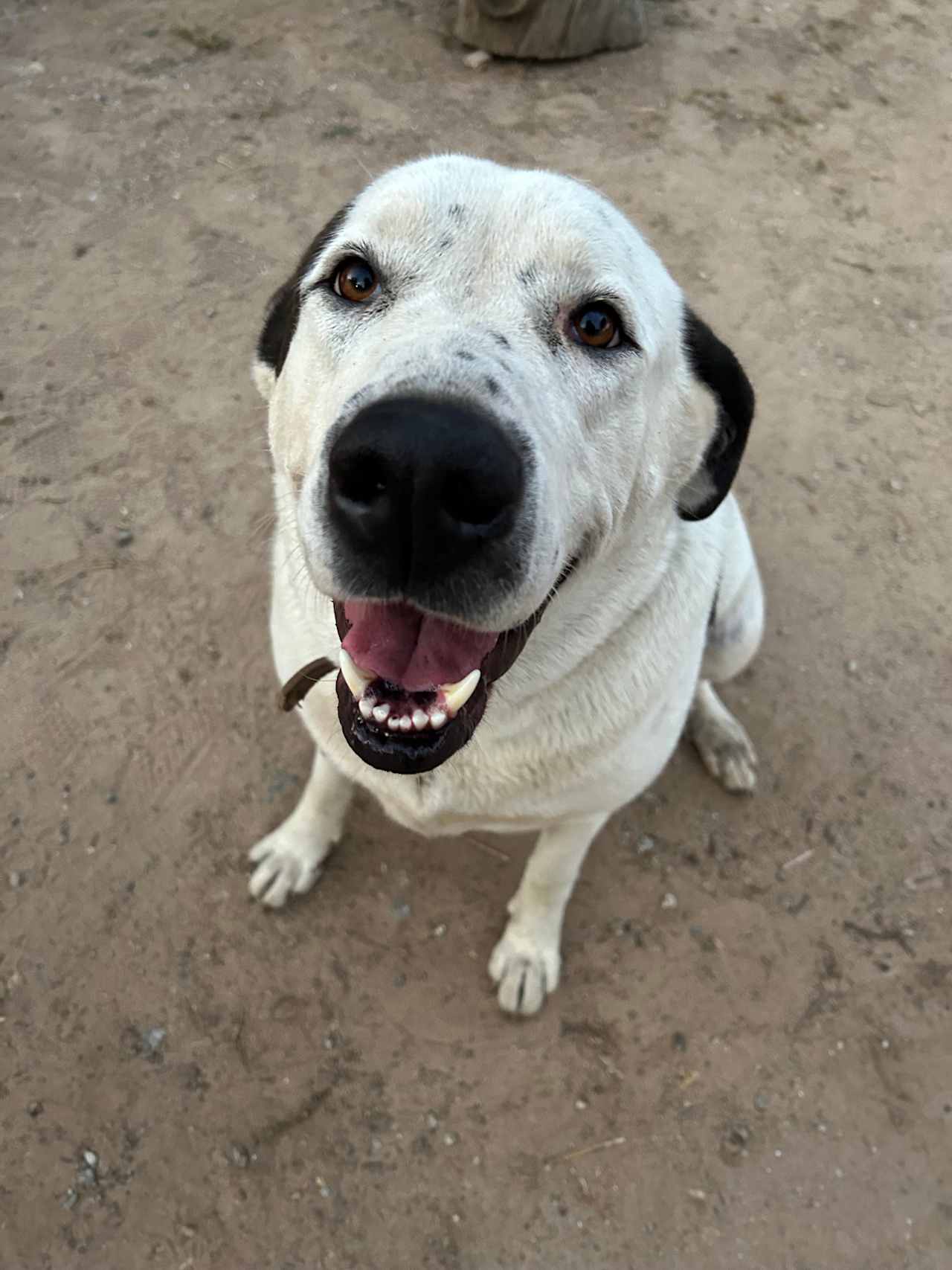 One of the sweetest livestock dogs 