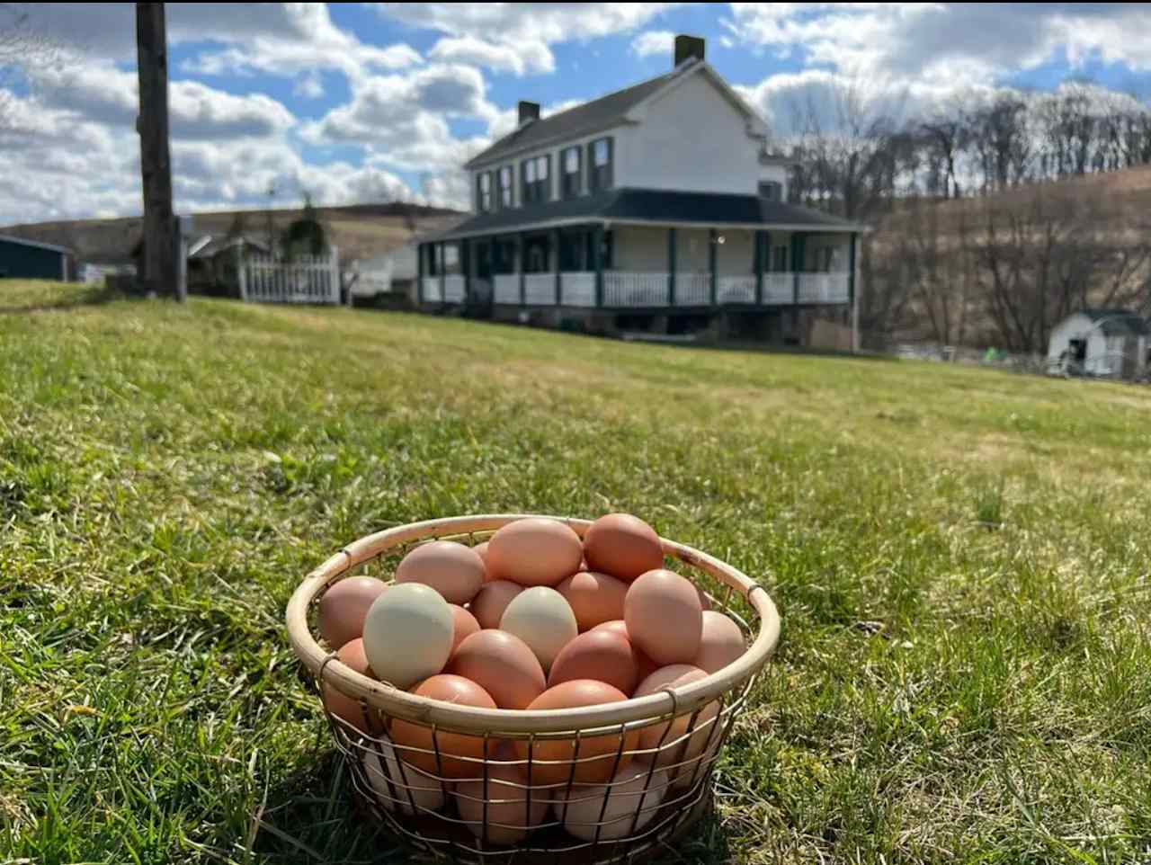 Evelyne’s Farm