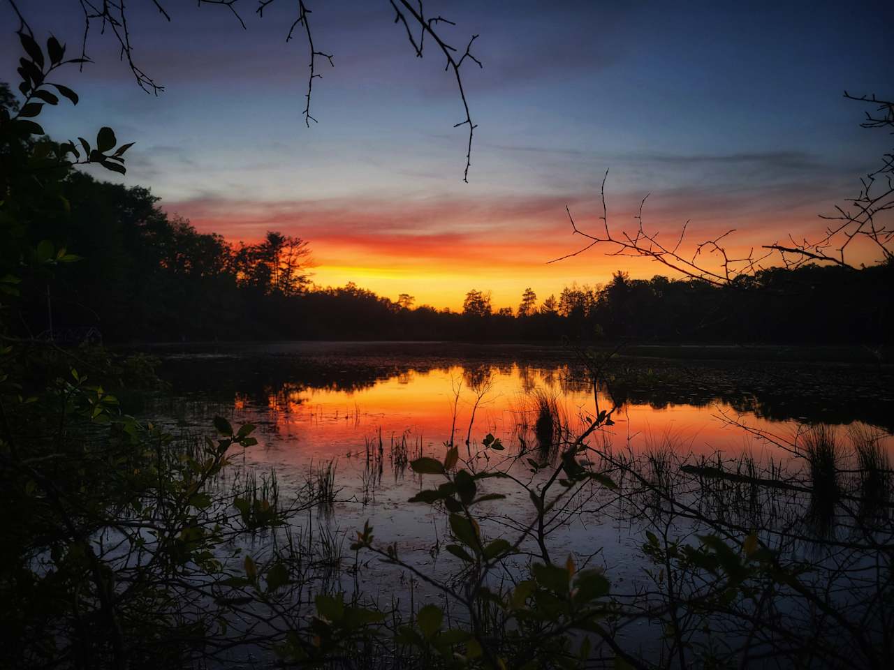 Luci's Lilly Pad