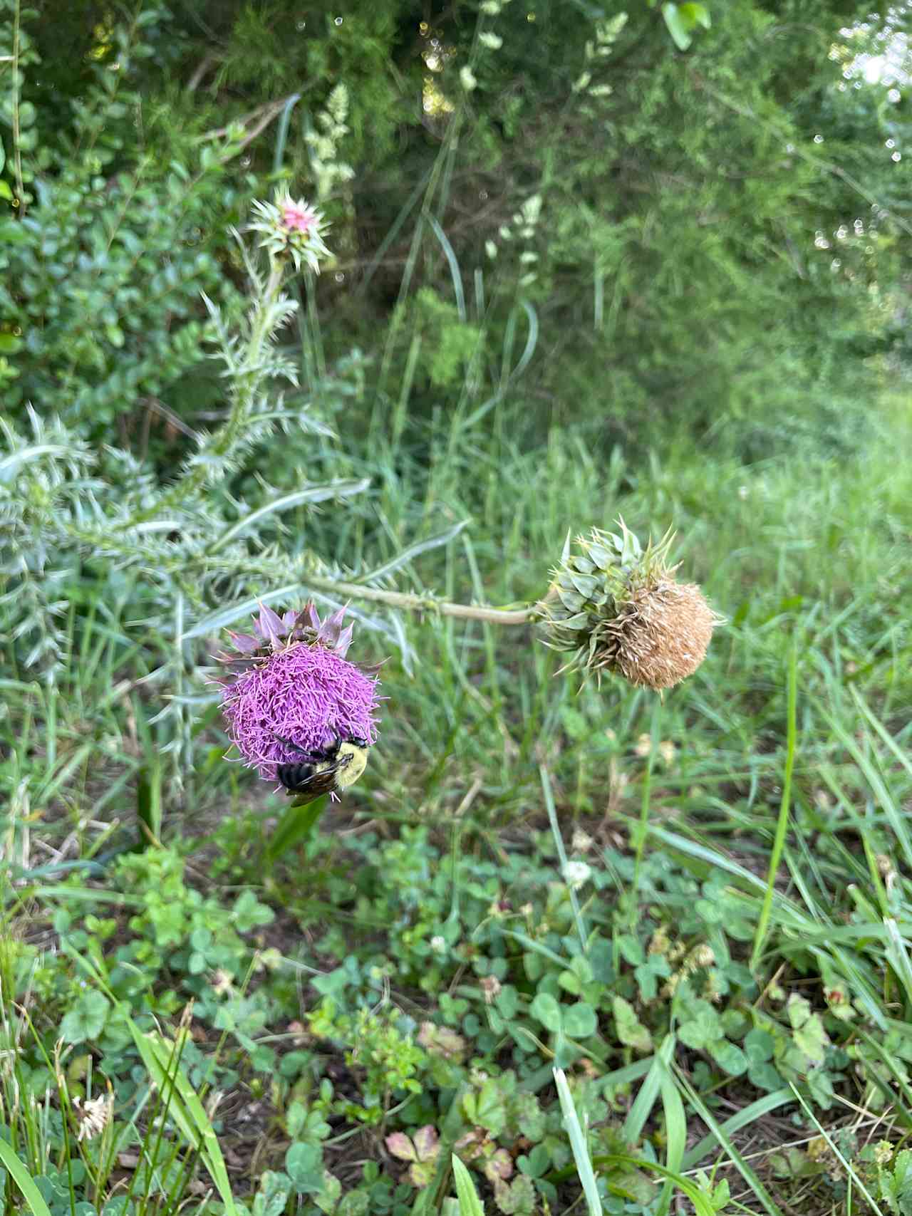 Plenty of wildflowers on the property