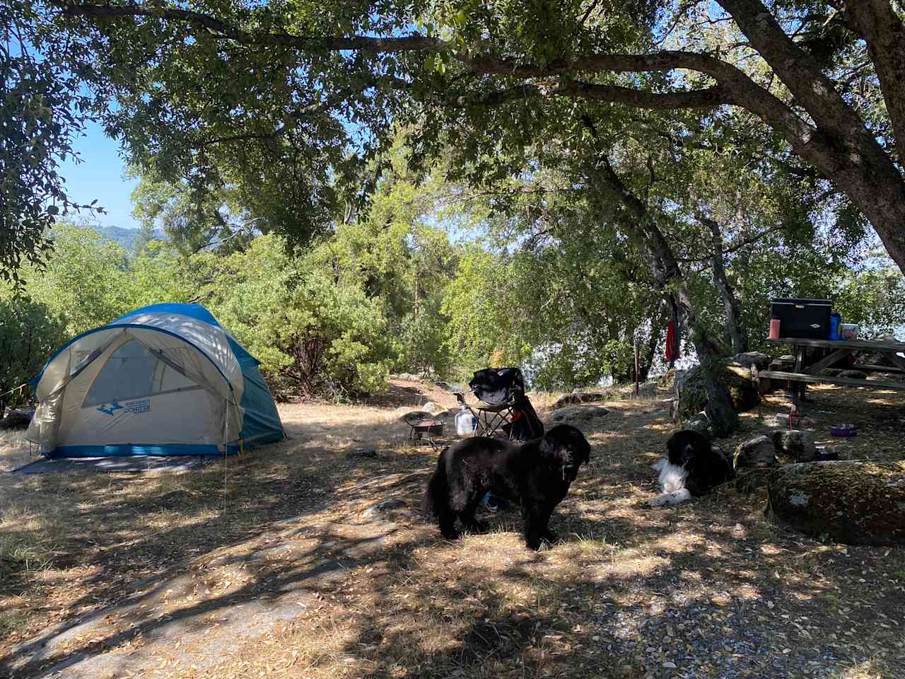 Camp 🏕 Gold Dust Vineyard