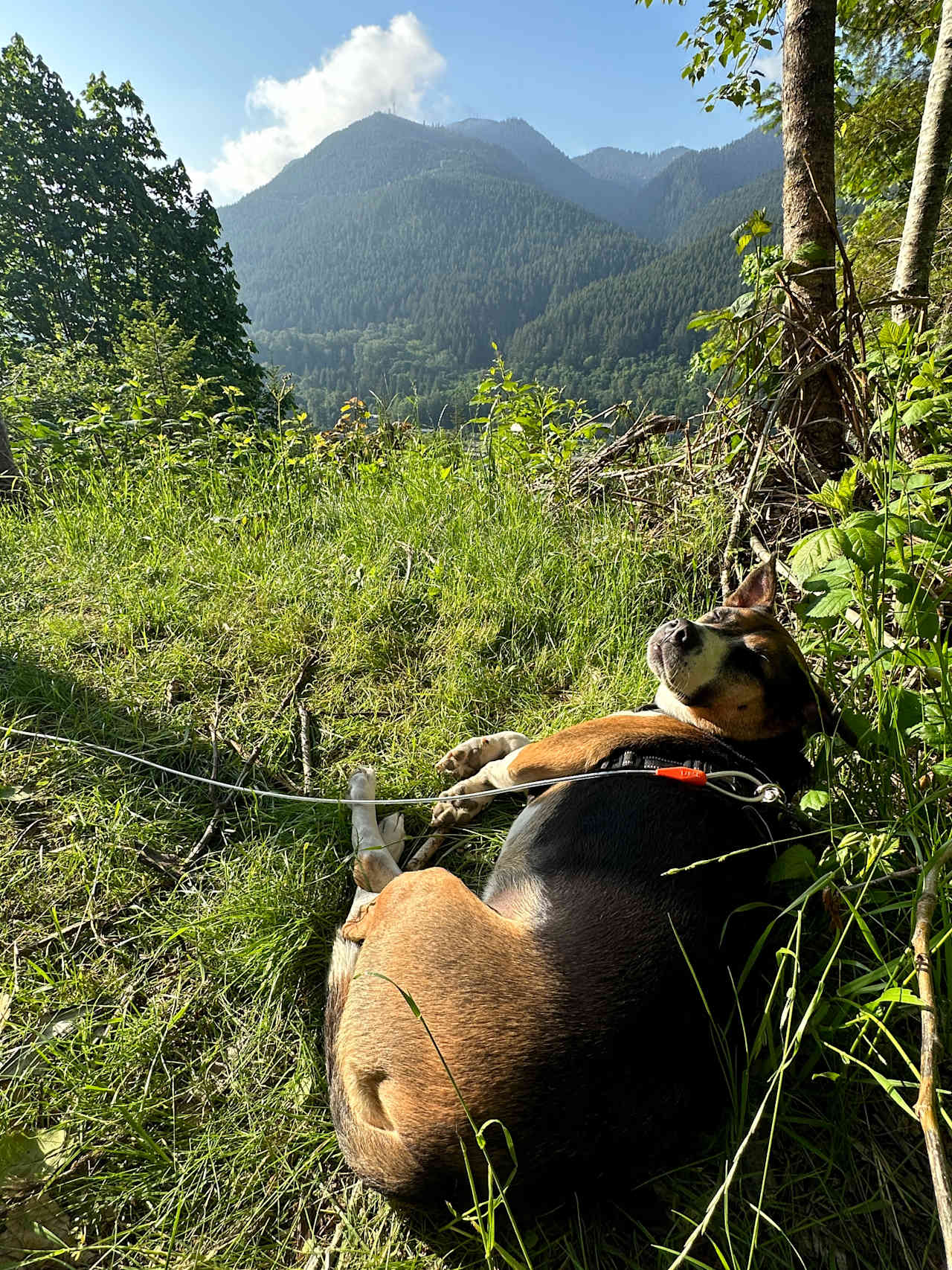 Earth Biscuit Skykomish Campground