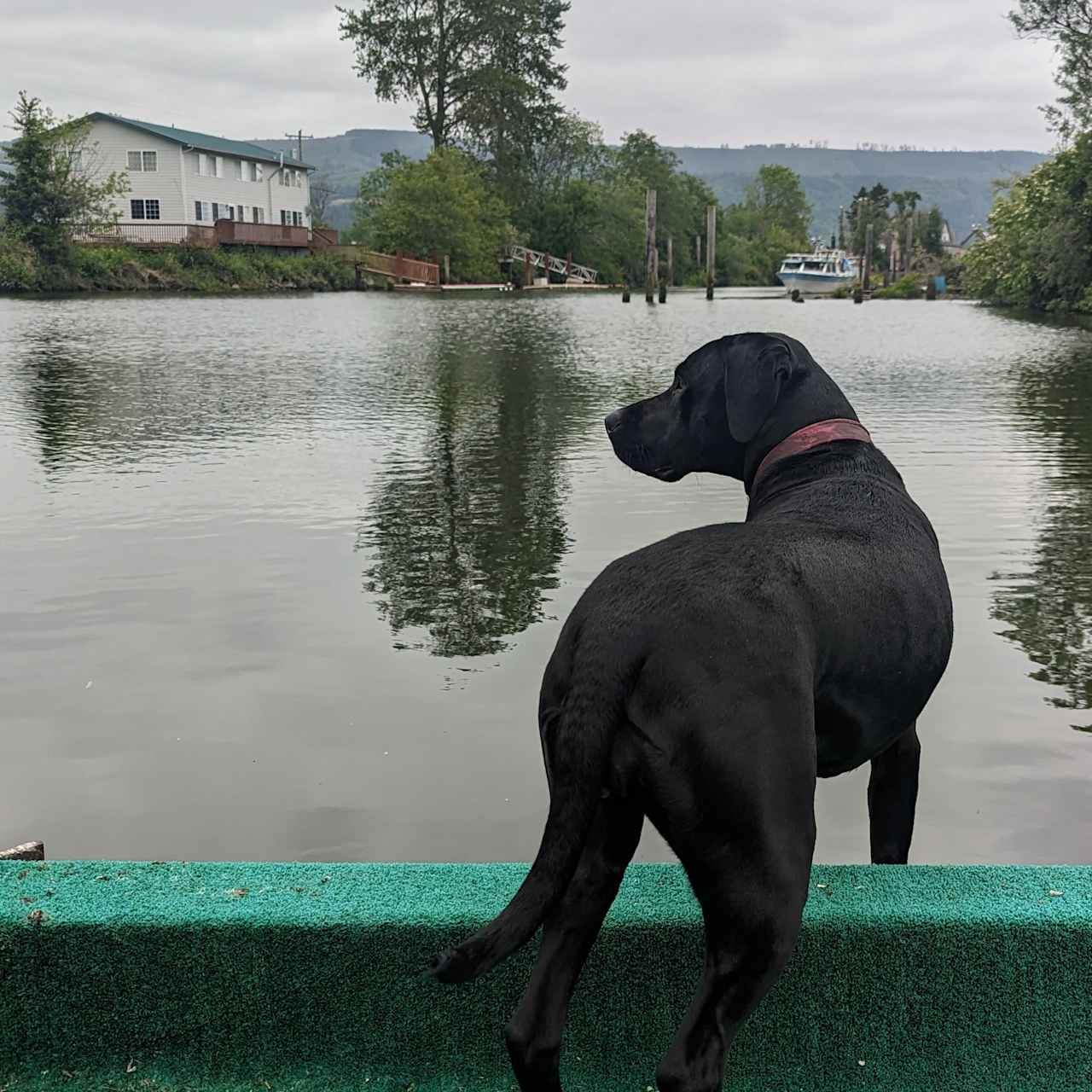 Trixie loved the dock!