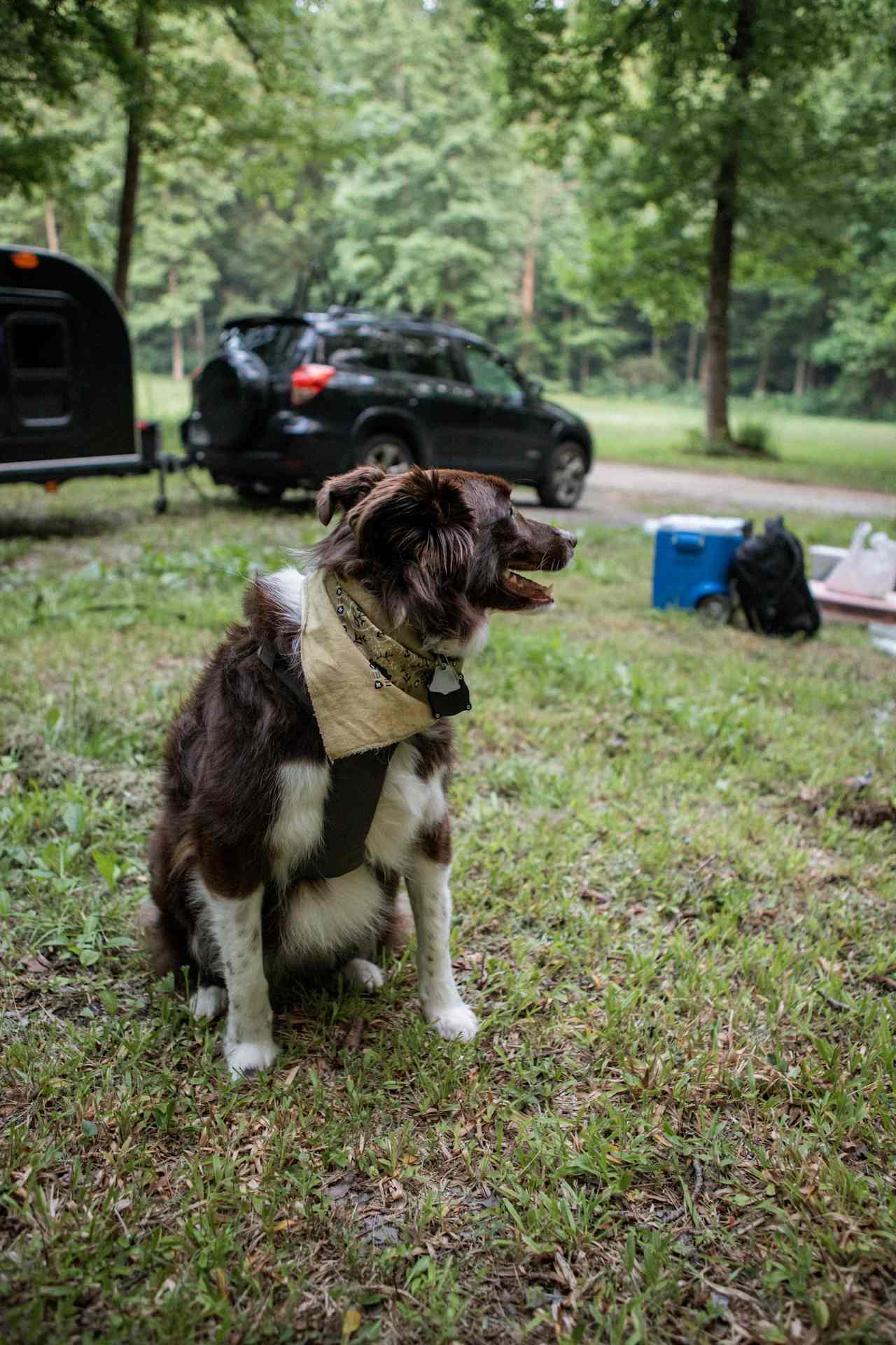 Our dogs loved their time at the campsite! Plenty of space to explore!