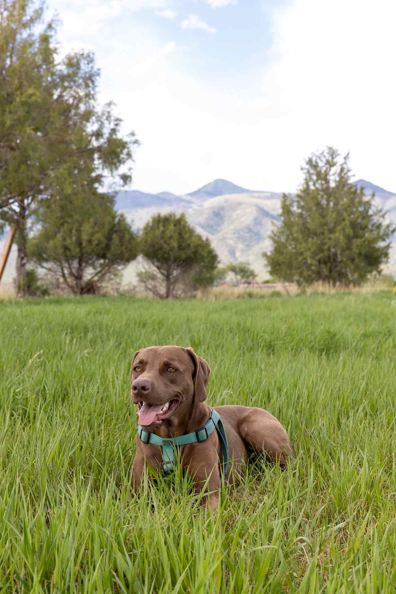 So much grass to play in! 
