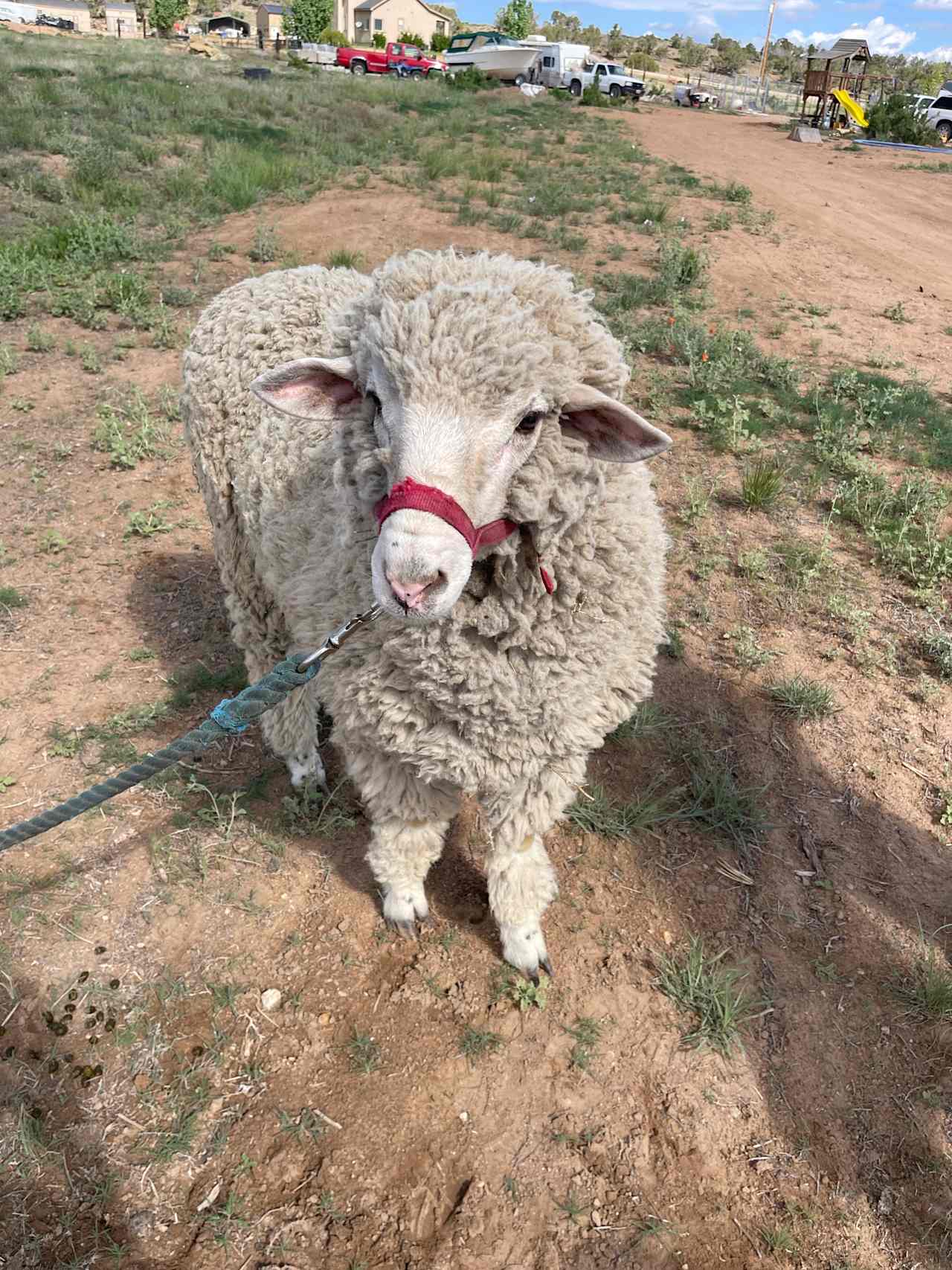 Tumbleweed Ranch