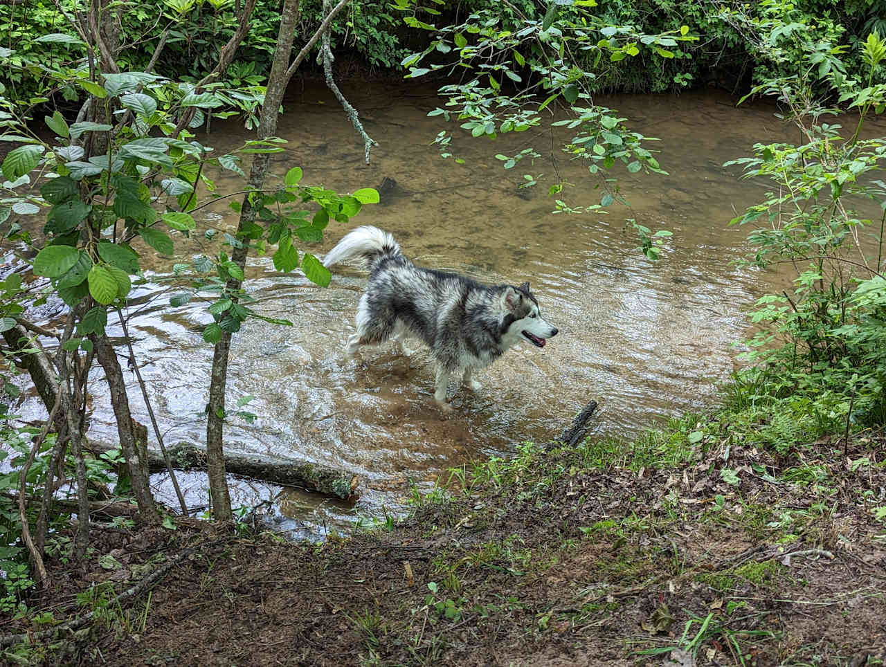 Creekside Bliss