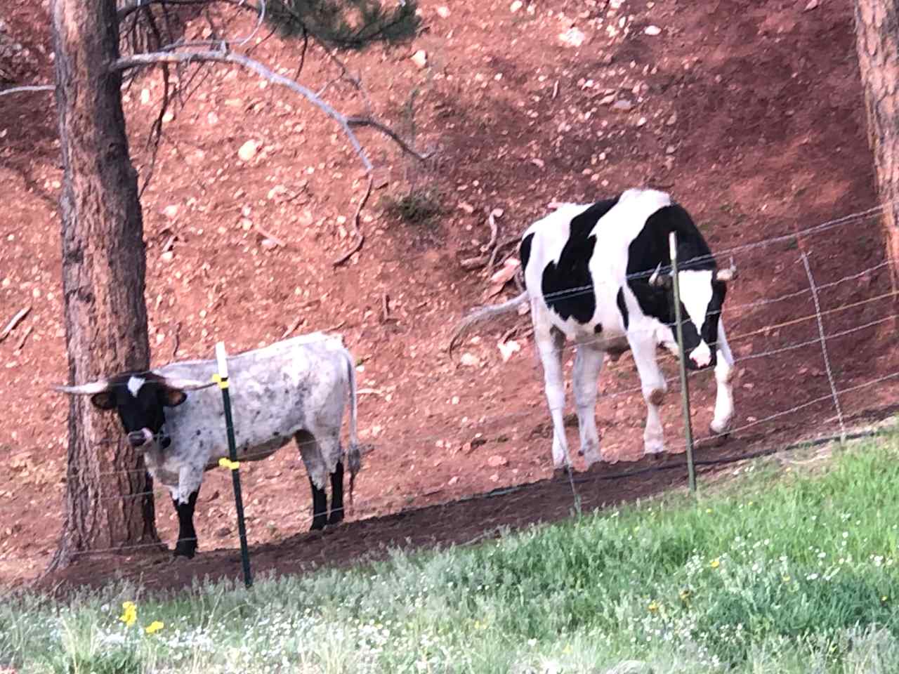 Cows up saying hello