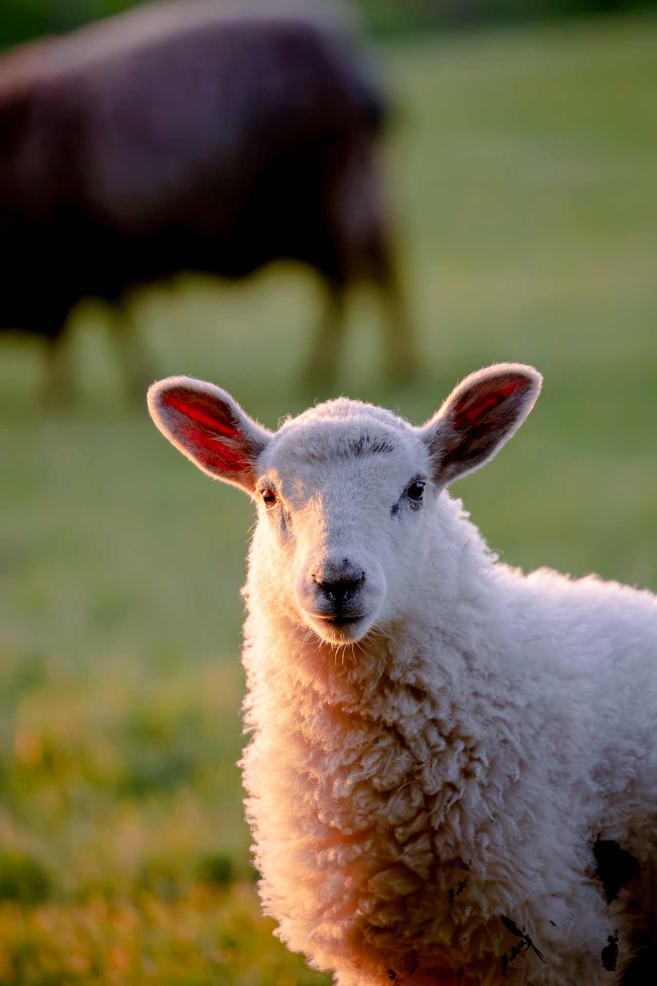 Plenty of local friends are keen to say hello.