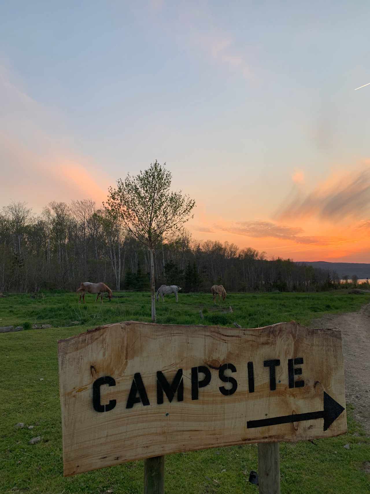 Road (bumpy but accessible with 2WD) through pasture to campsite