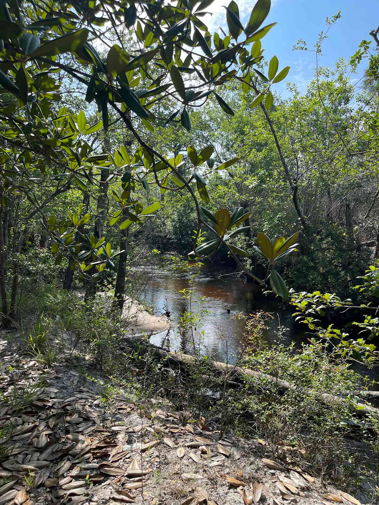 Golden Retreat at Bear Creek