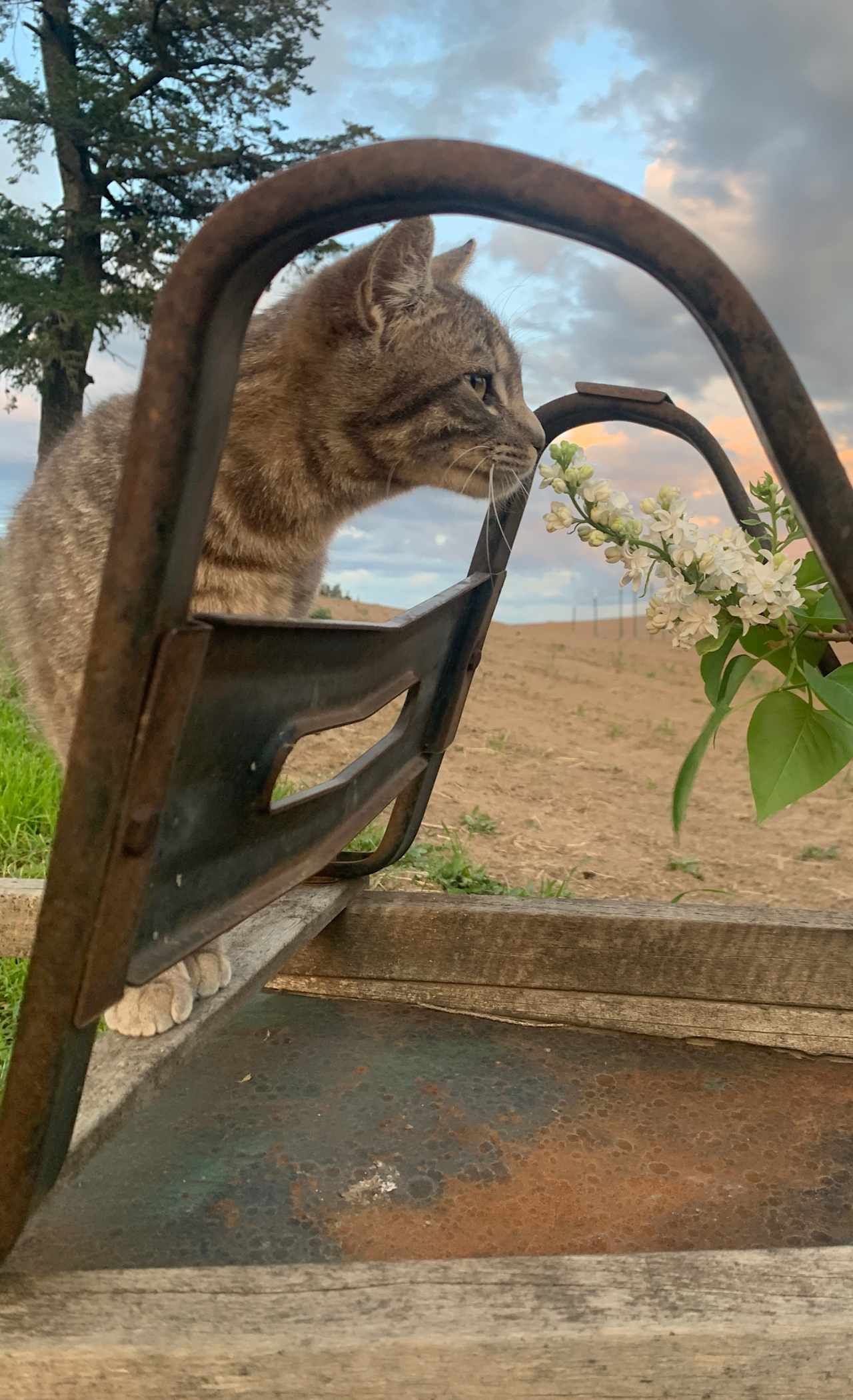 Wheat and Beans