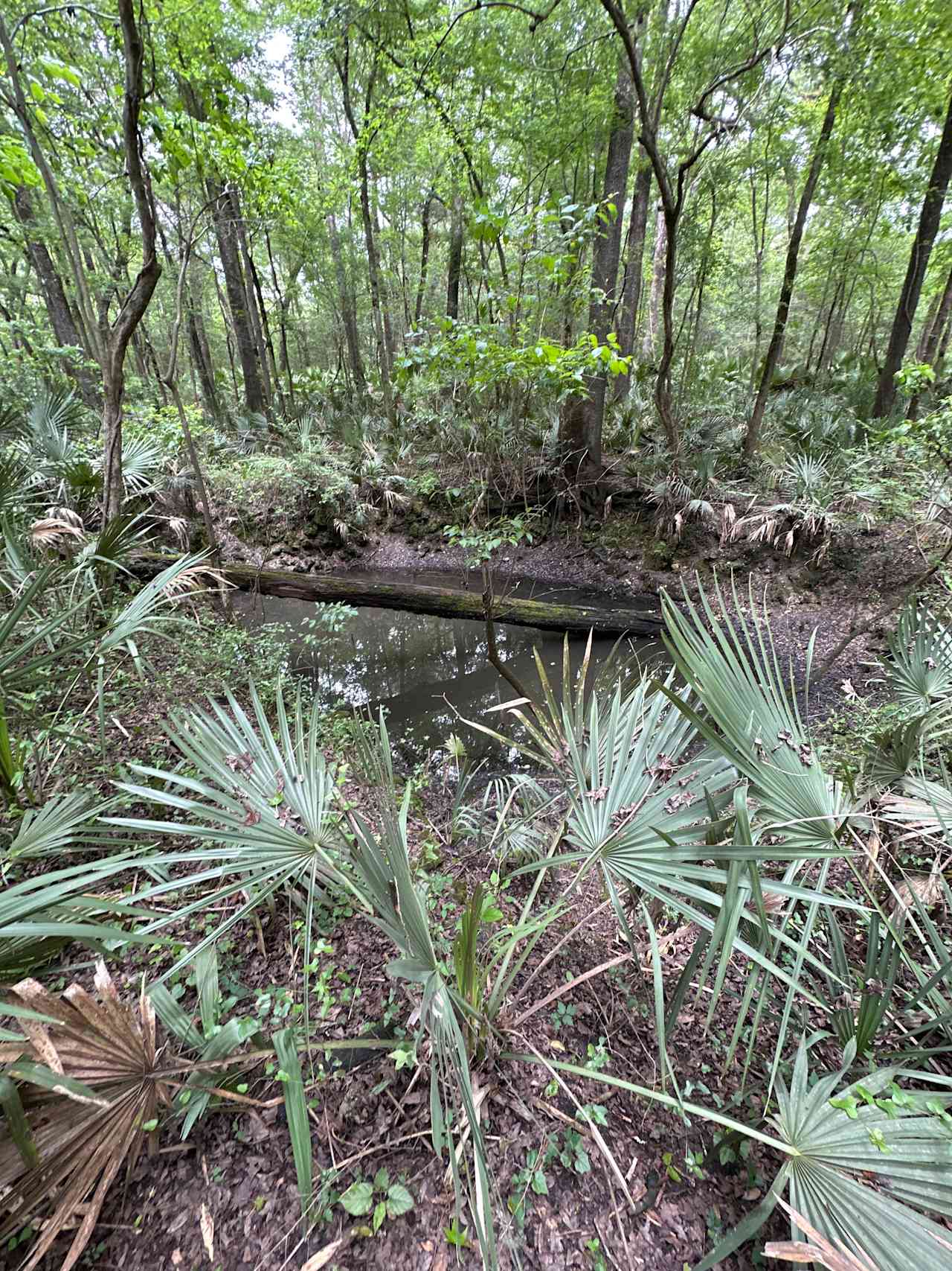 Secluded Sinkhole. 
Admire from a distance. 