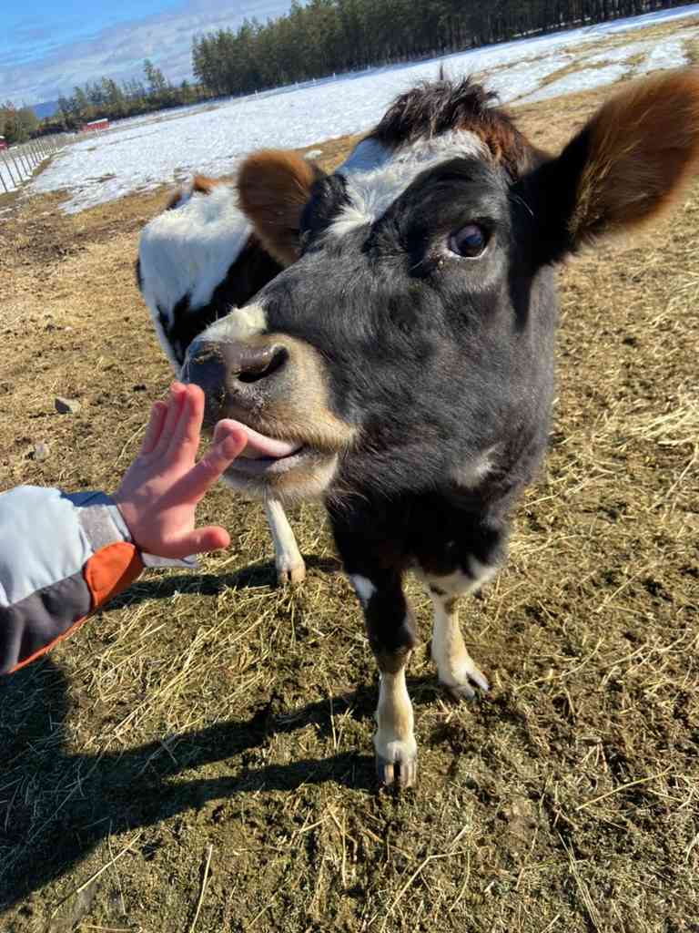 Funny Farm Homestead