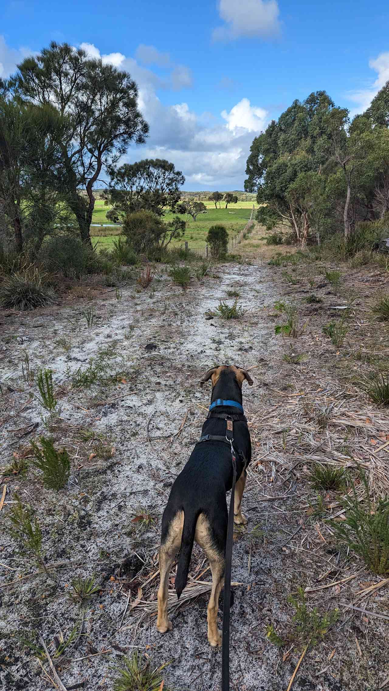 Dog friendly, as long as wildlife is not disturbed!!  Good for our nervous reactive dog!!