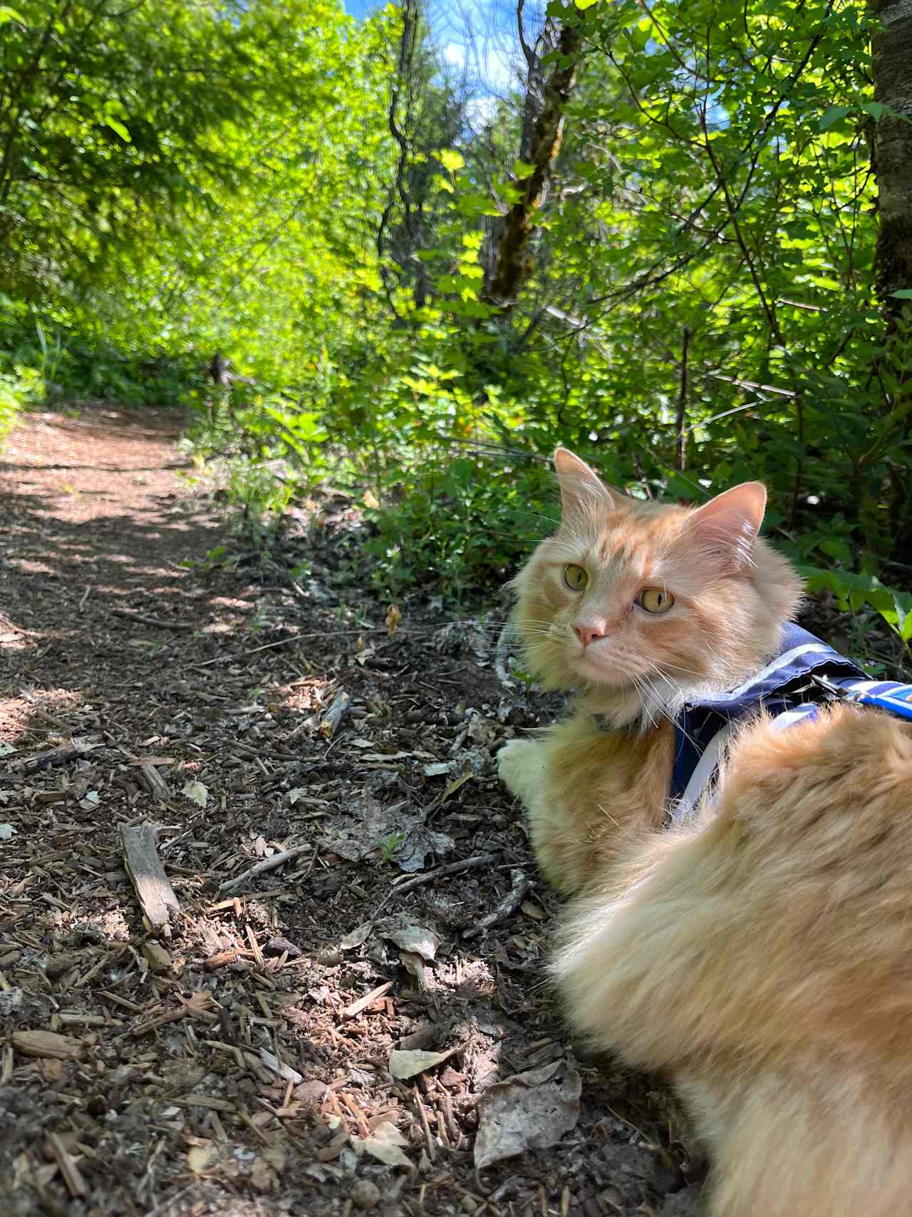 Tenny sits along the gentle path leading to the cabin. He looks sad because he wanted to go back to the cabin but we had to leave :(