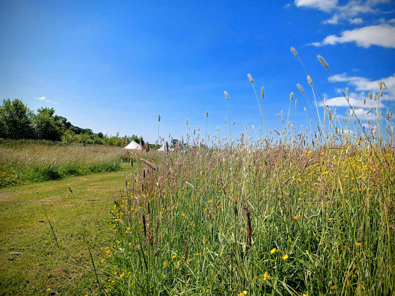 Moss Rose Campsite