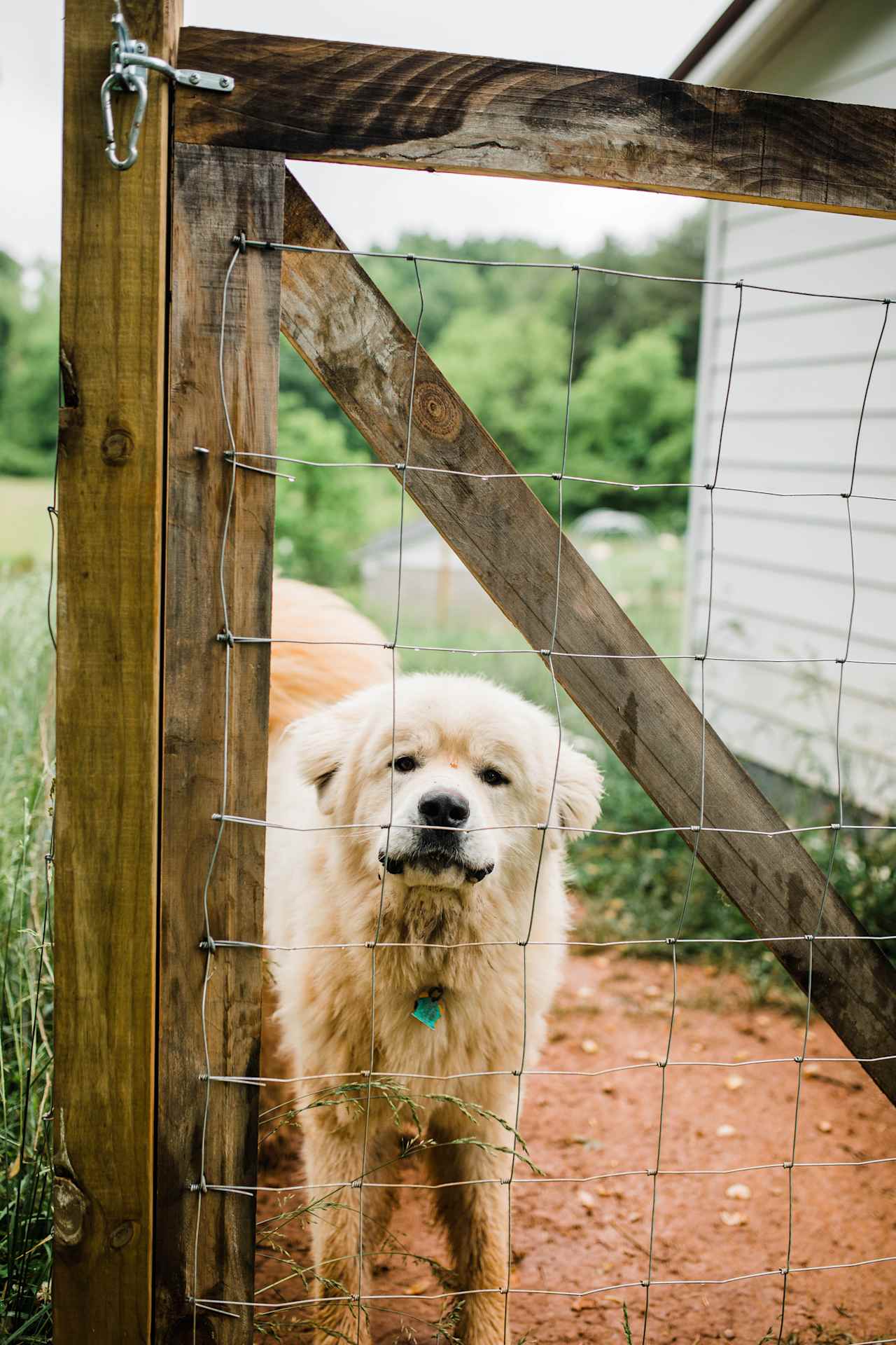 Dragon's Beard Farm & Camp