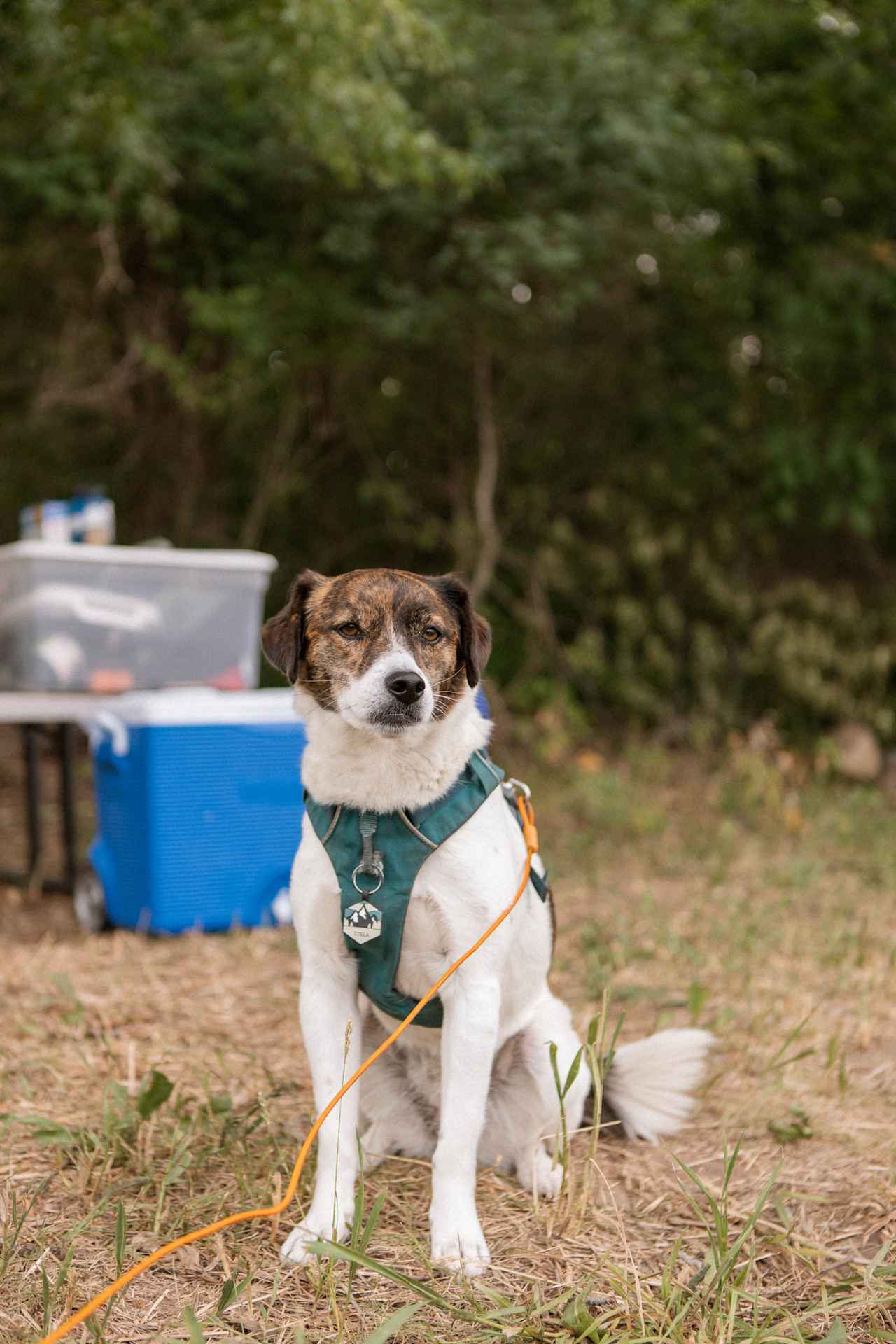 Dogs loved the views around the campground!