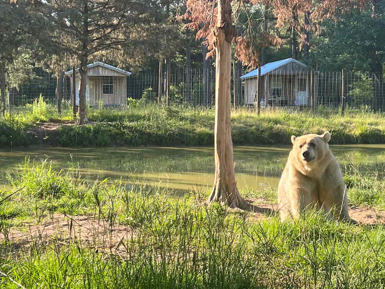 Grizzly Ranch Cabins