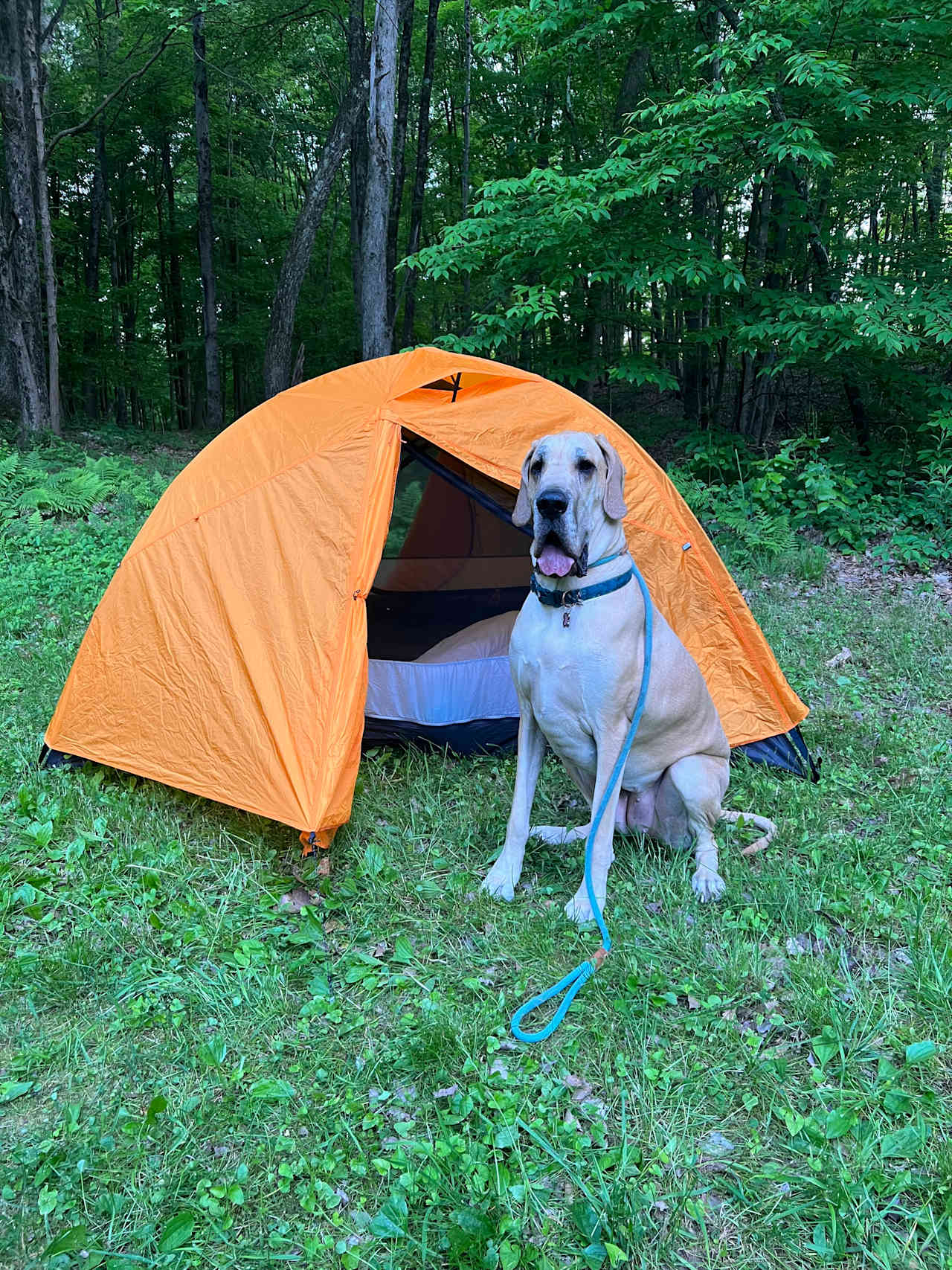 Red Fox Meadow Campsite