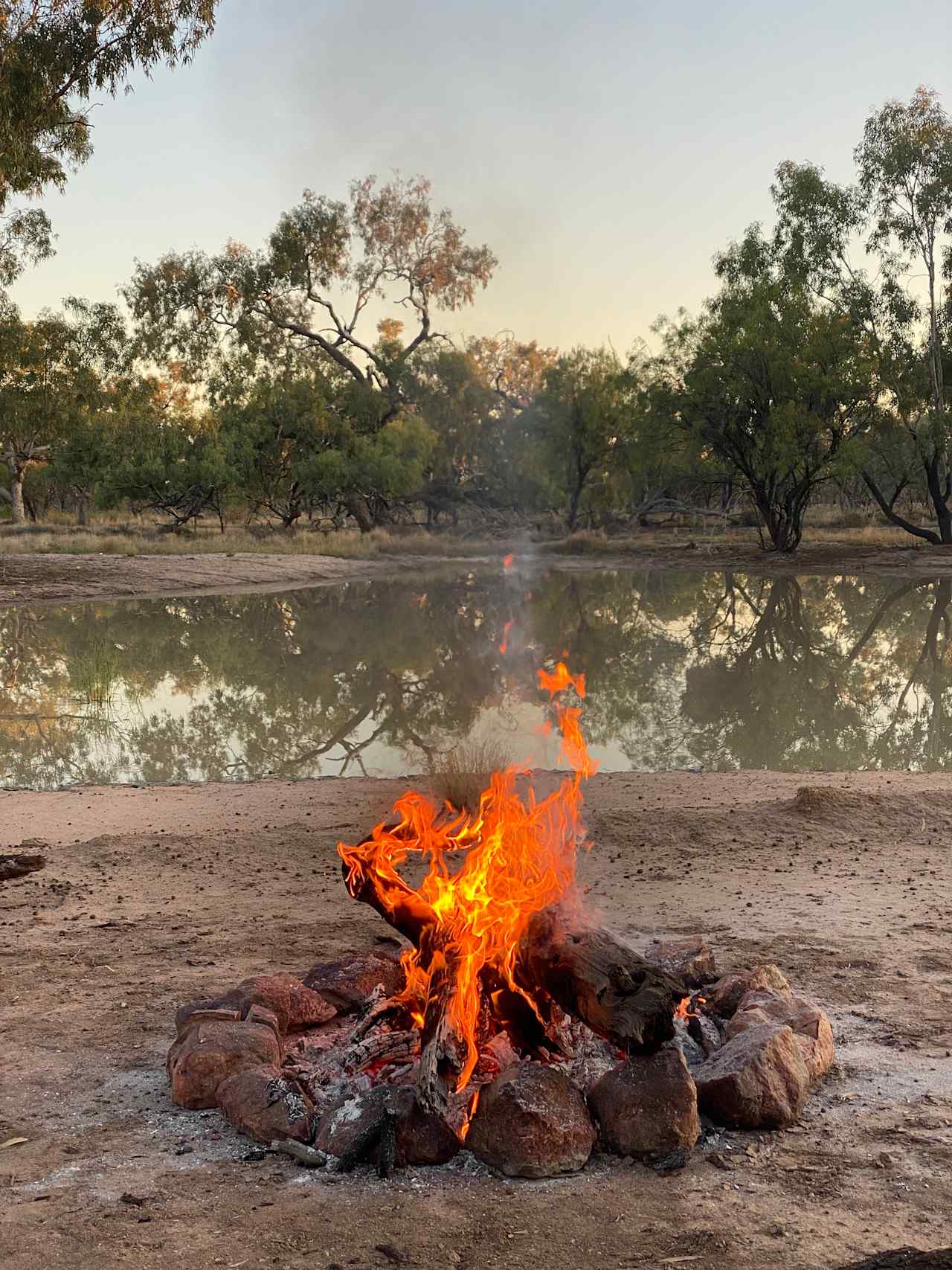 The ultimate firewood, Gidgee which is the 3rd densest wood in the world! 