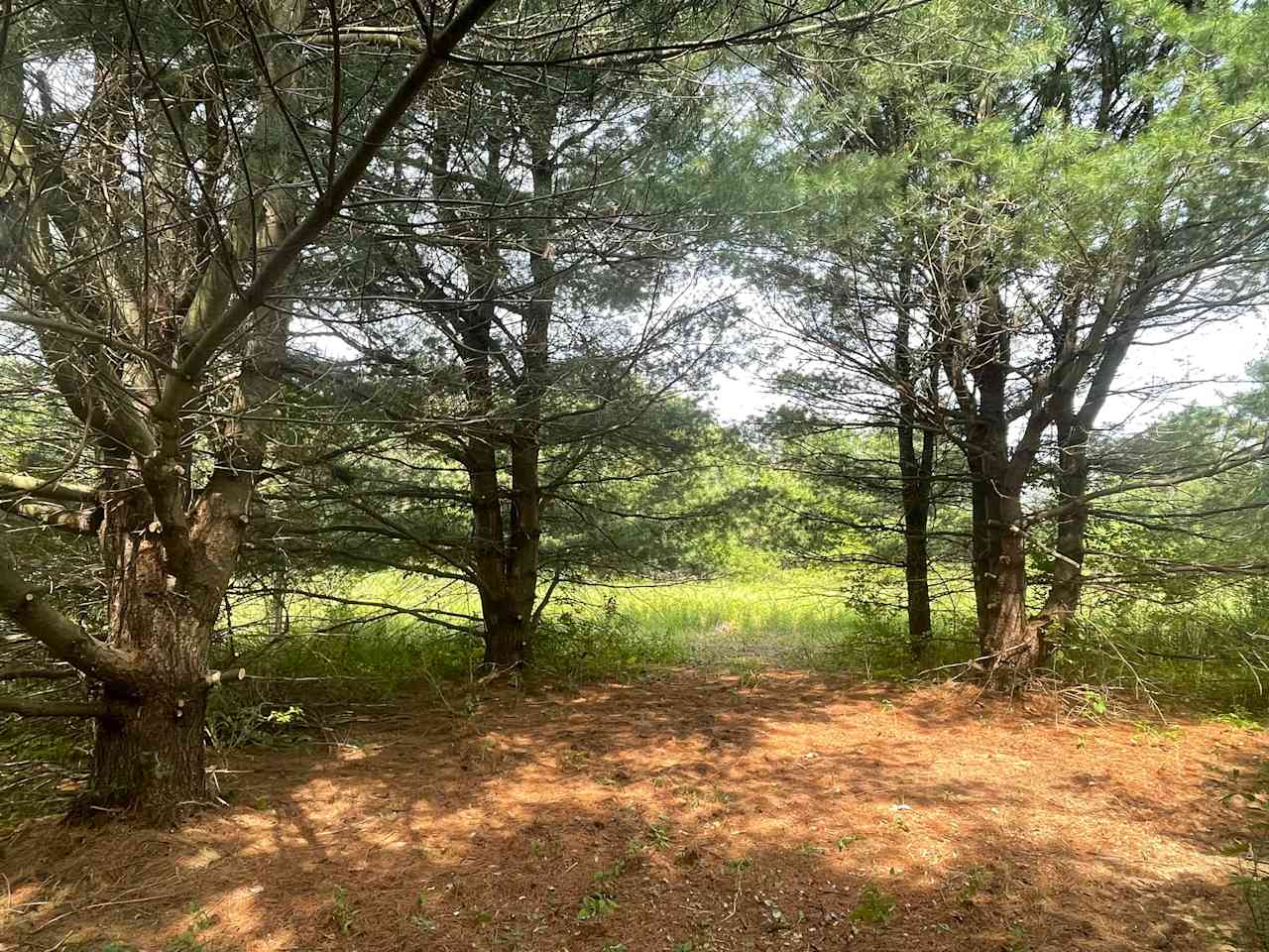 Pitch your tent on a bed of pine needles in the shade of mature pine trees, with a view to meadow