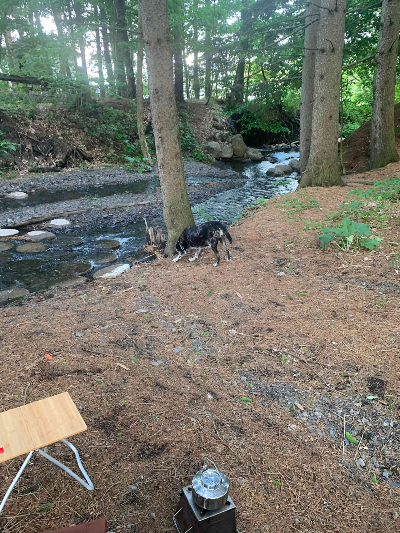 Creekside Forest at Snow Ridge