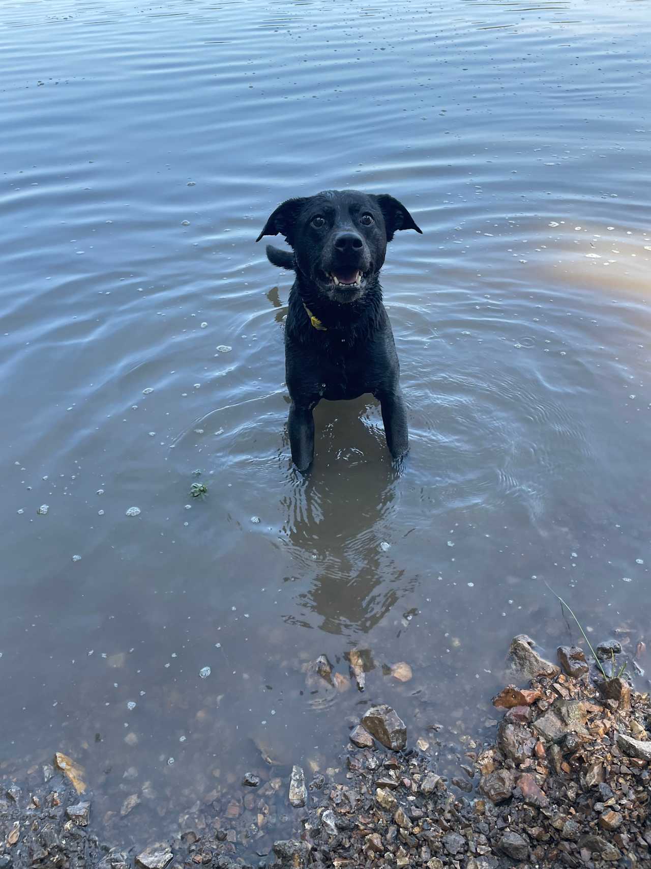 Our lab/Chesapeake mix had a blast in the water. 