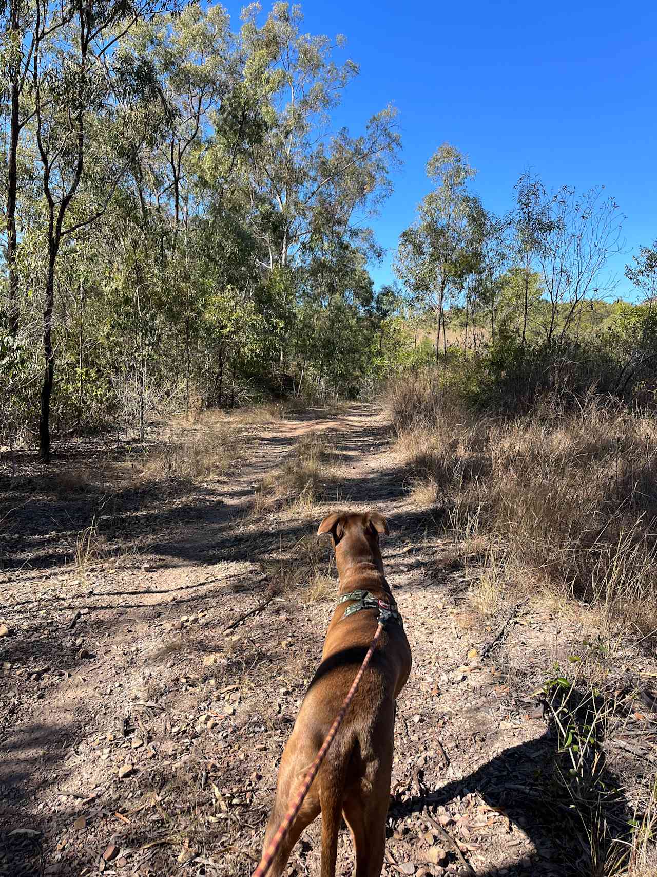 Casuarina Park