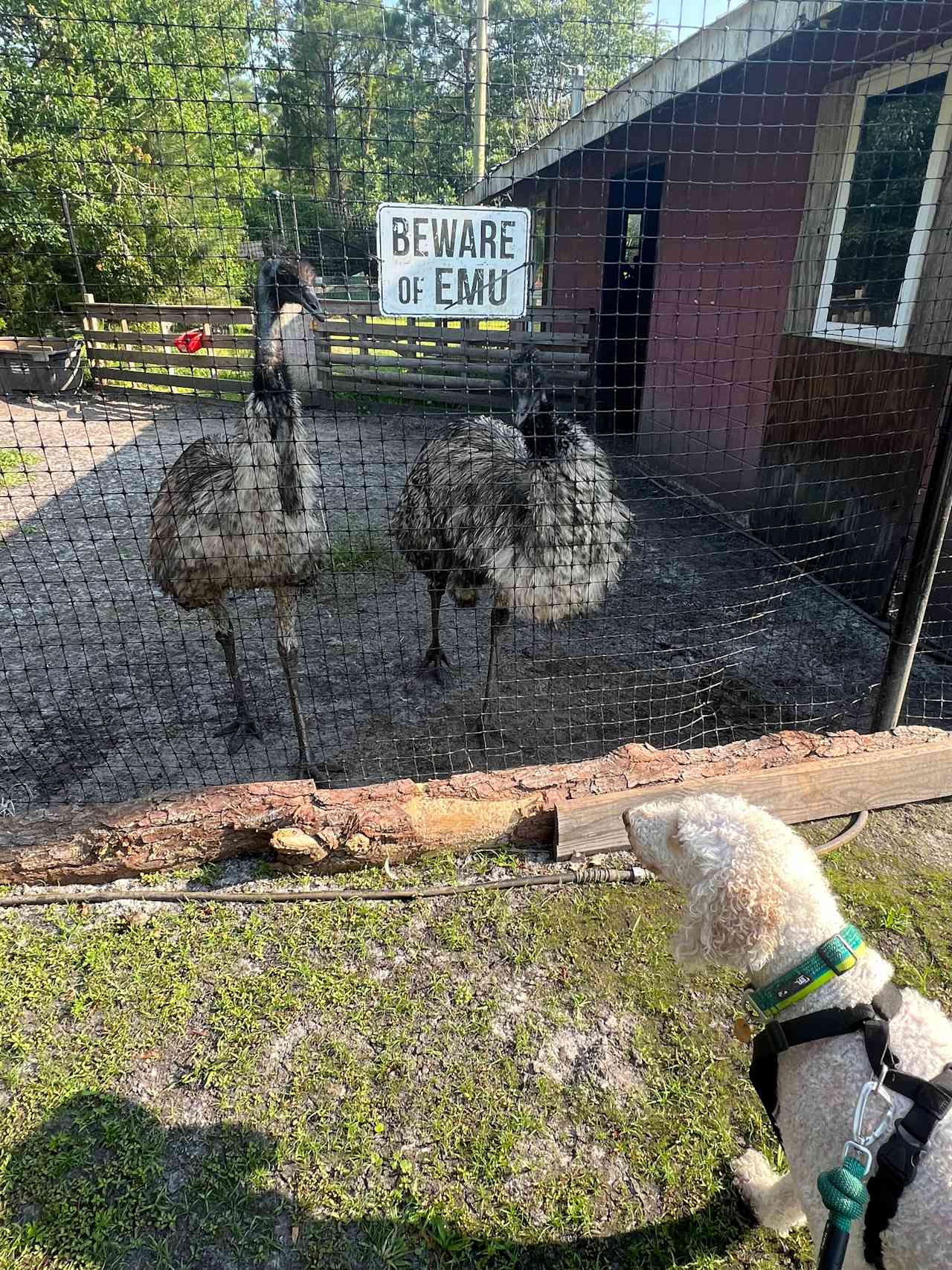 Black Barn Farm