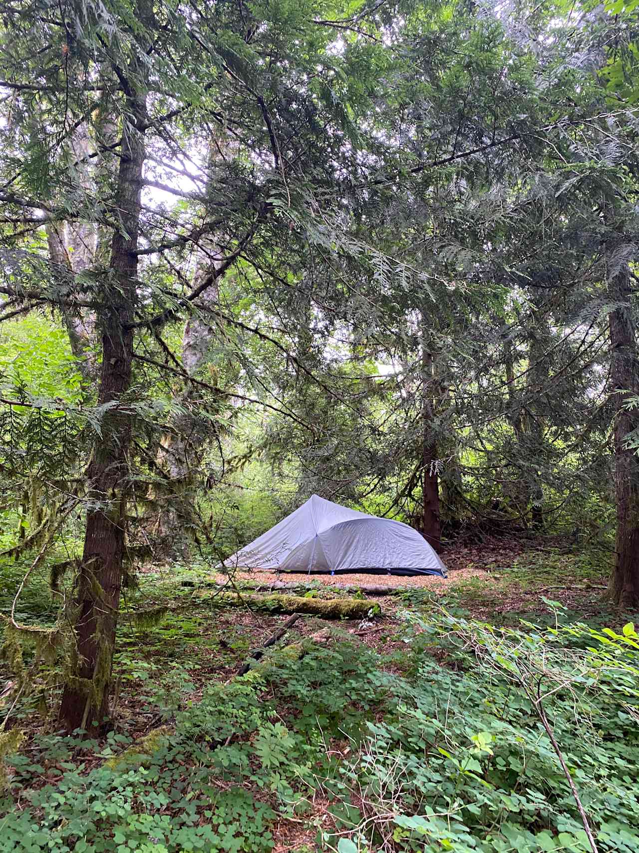 Marmot House Old Growth Forest