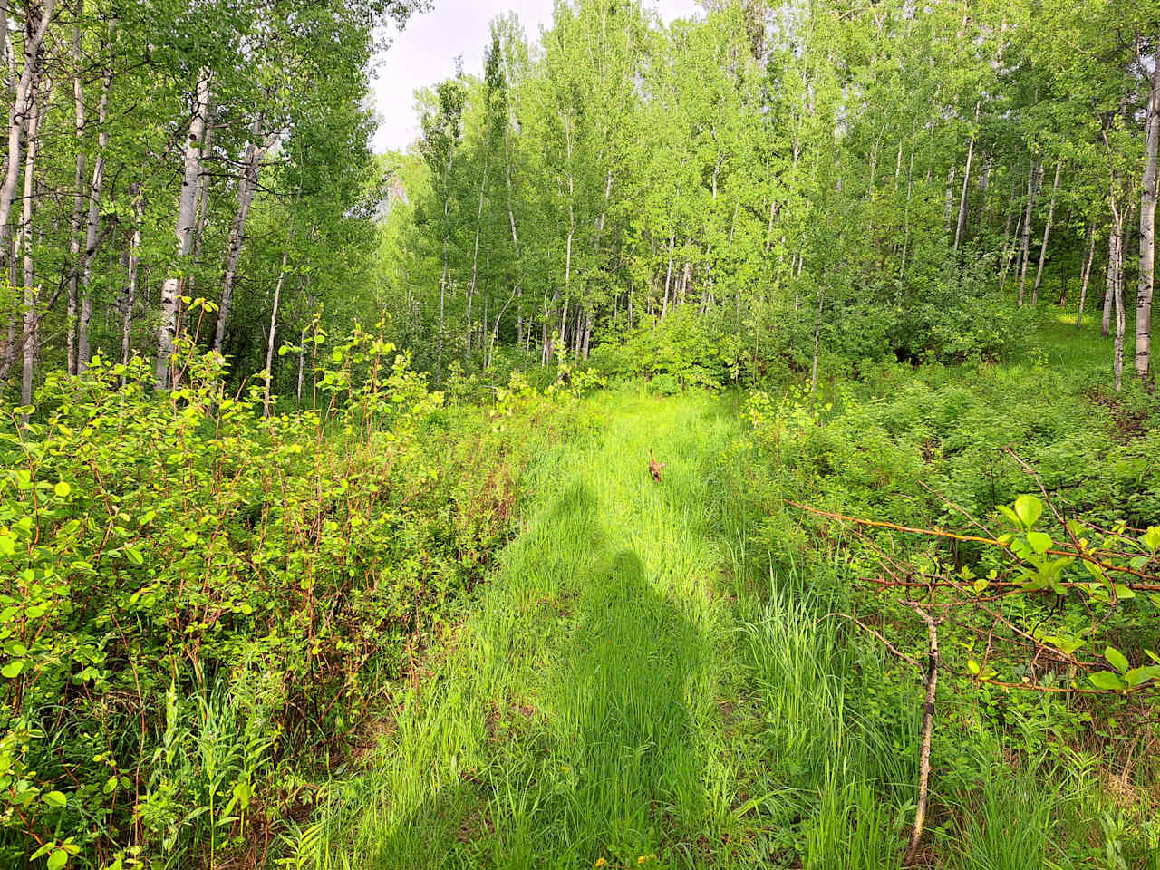 Old growth aspen forest camp