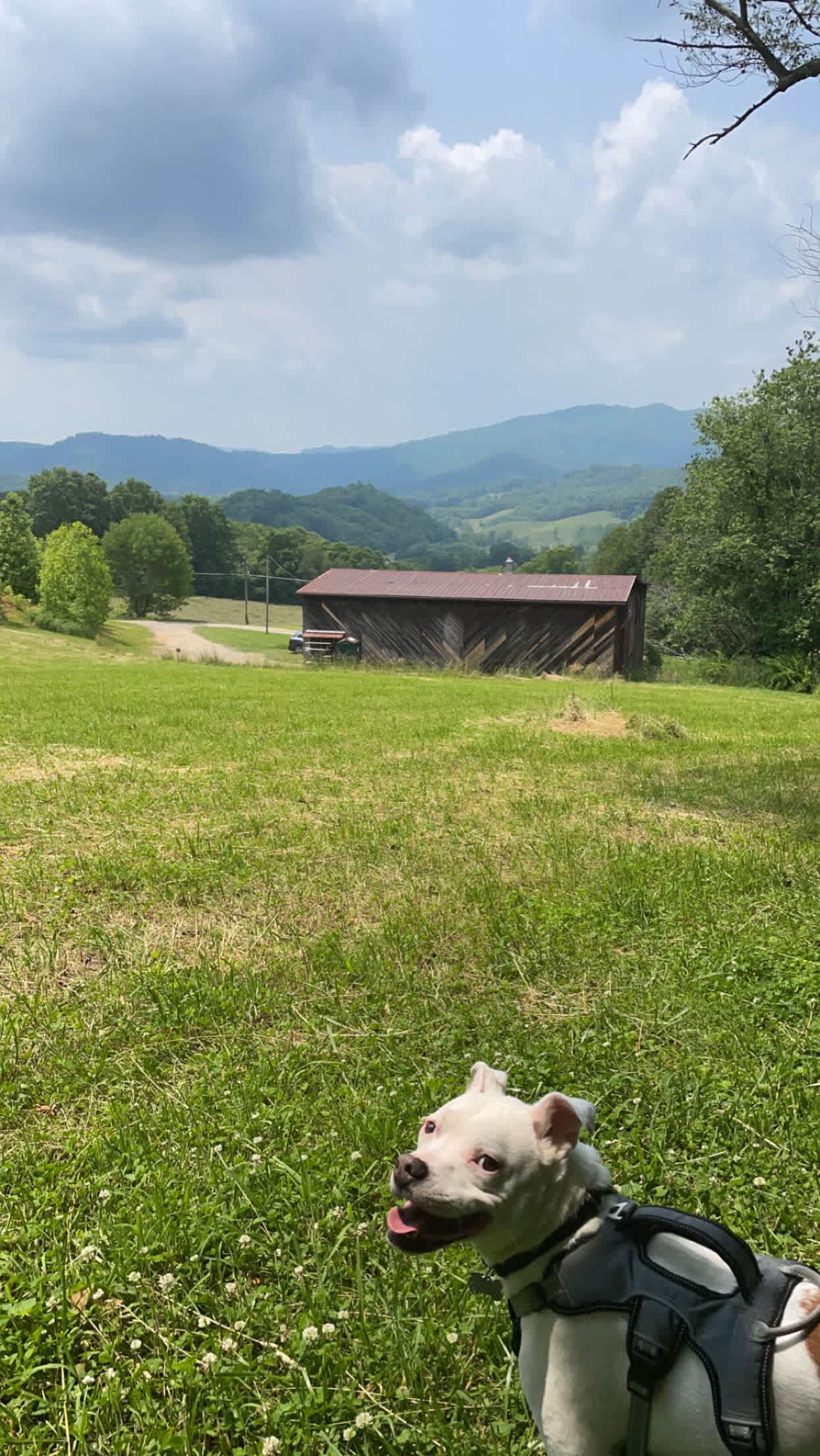 Loafers Joy Meadow