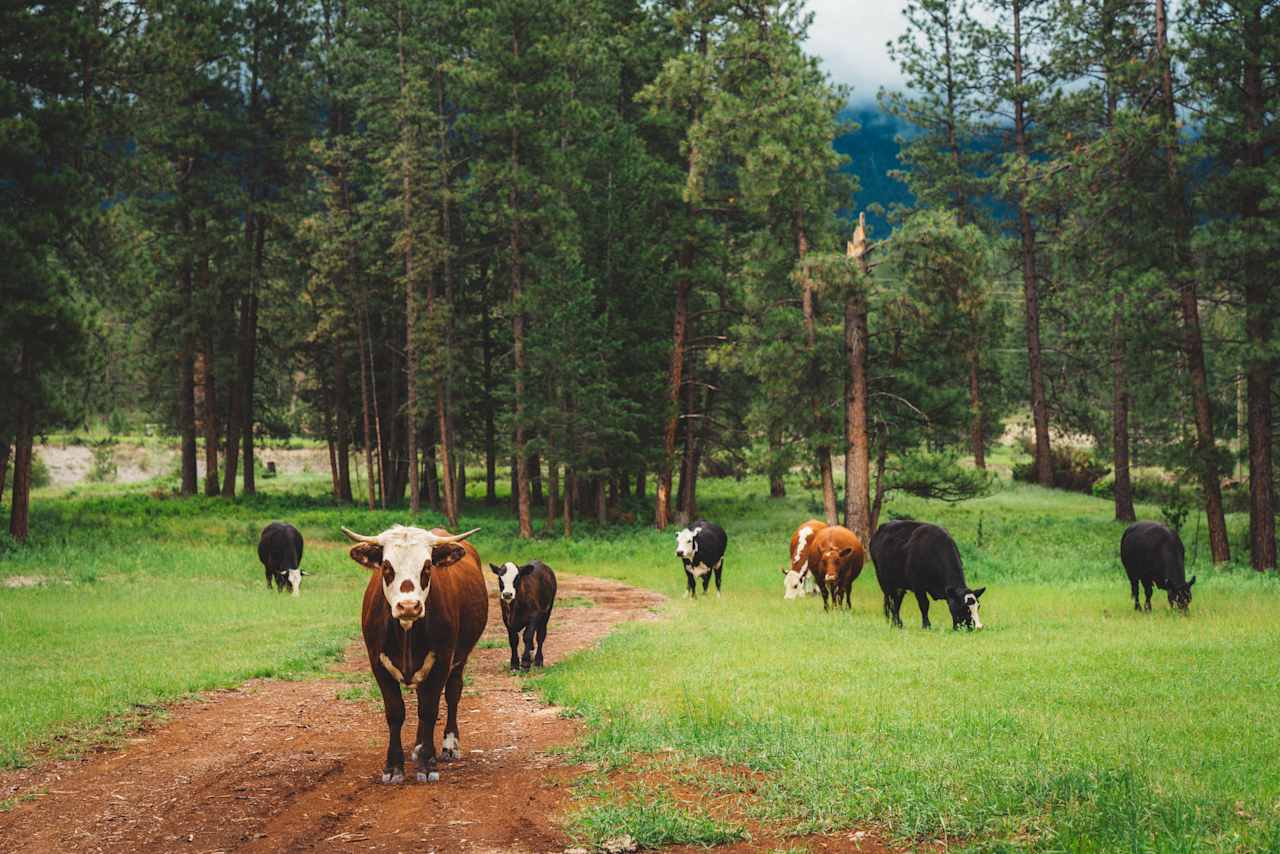 The resident herd.