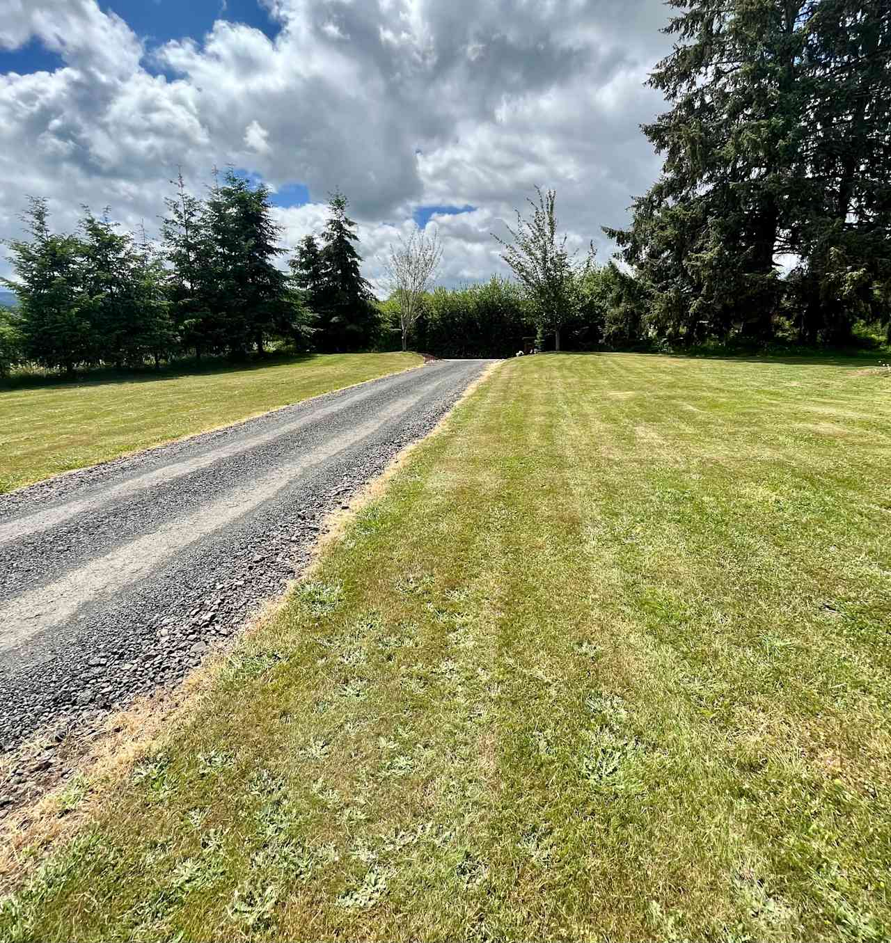 Willapa Valley Meadow