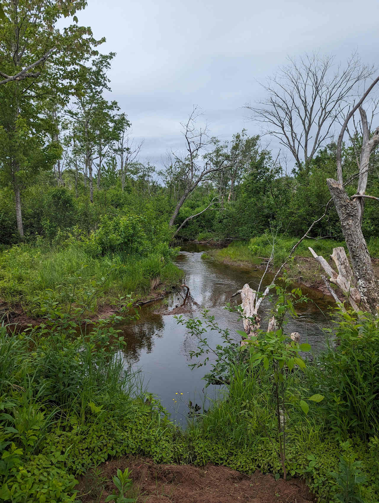 The creek is a great place to catch brook trout or put your chair in on a hot summers day. Natural cooler for the beer!