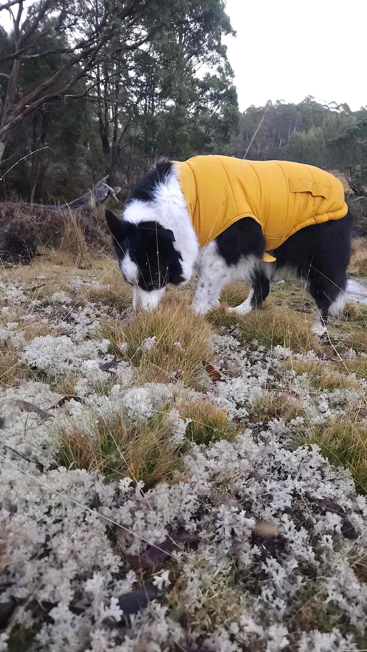 Cradle Mountain Fishery and Camping