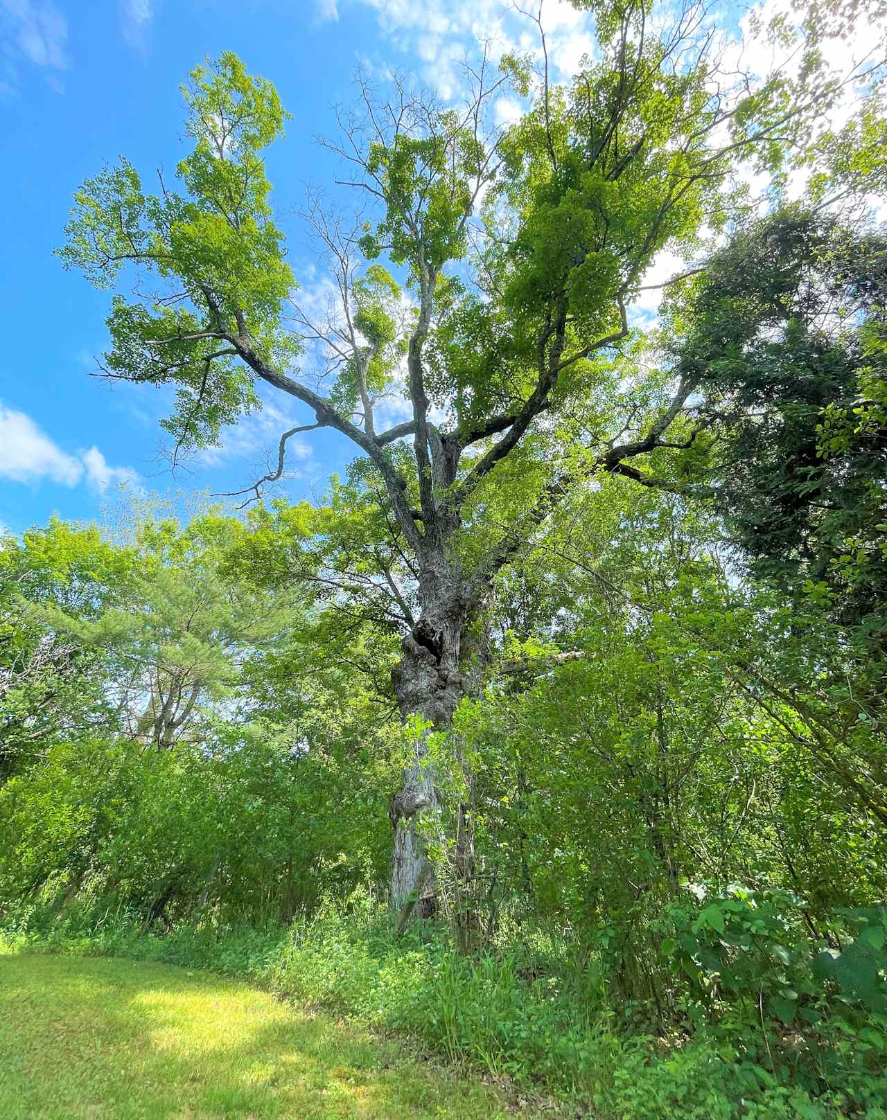 Largest Oak Tree on the property 