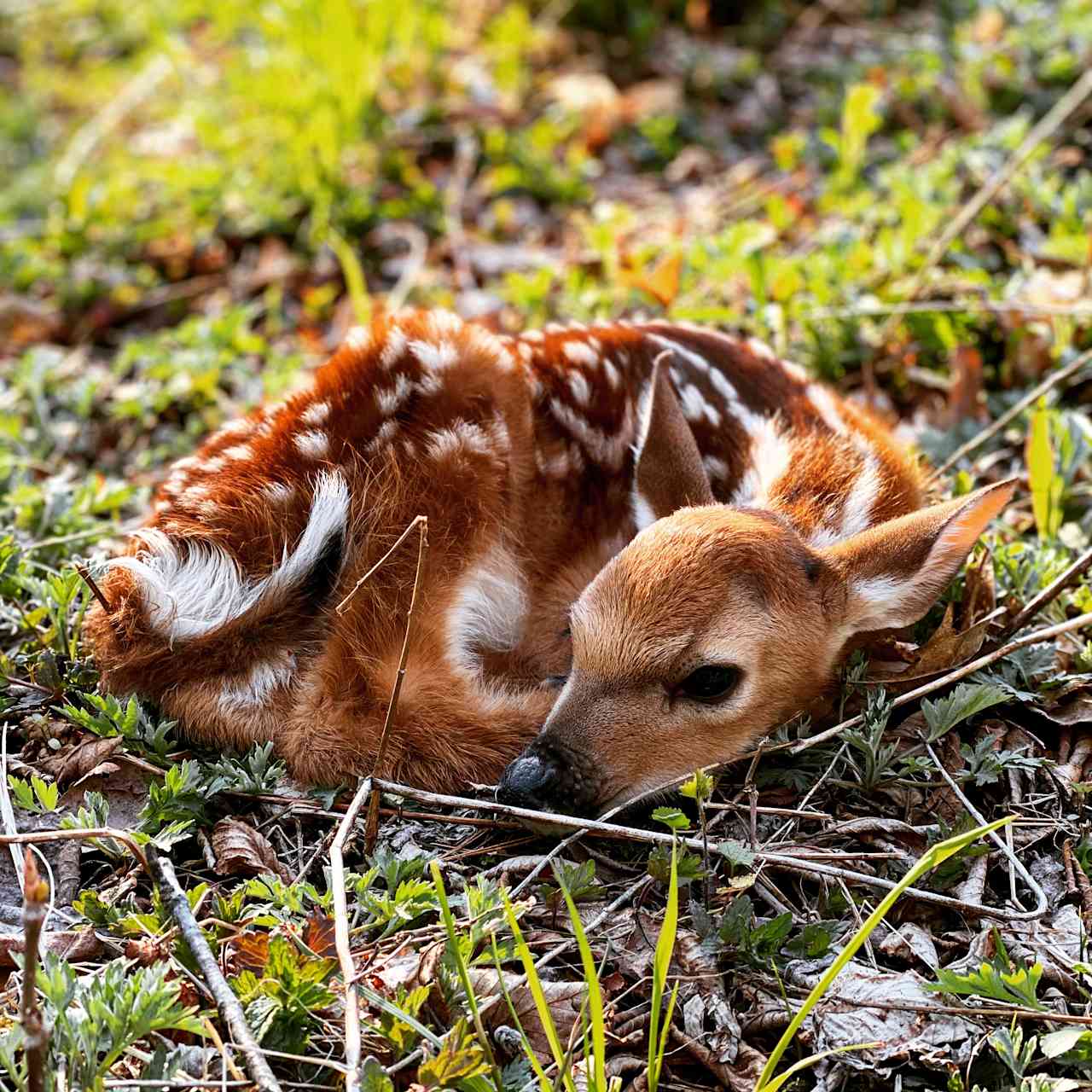 A fawn born on the norther part of the Isle