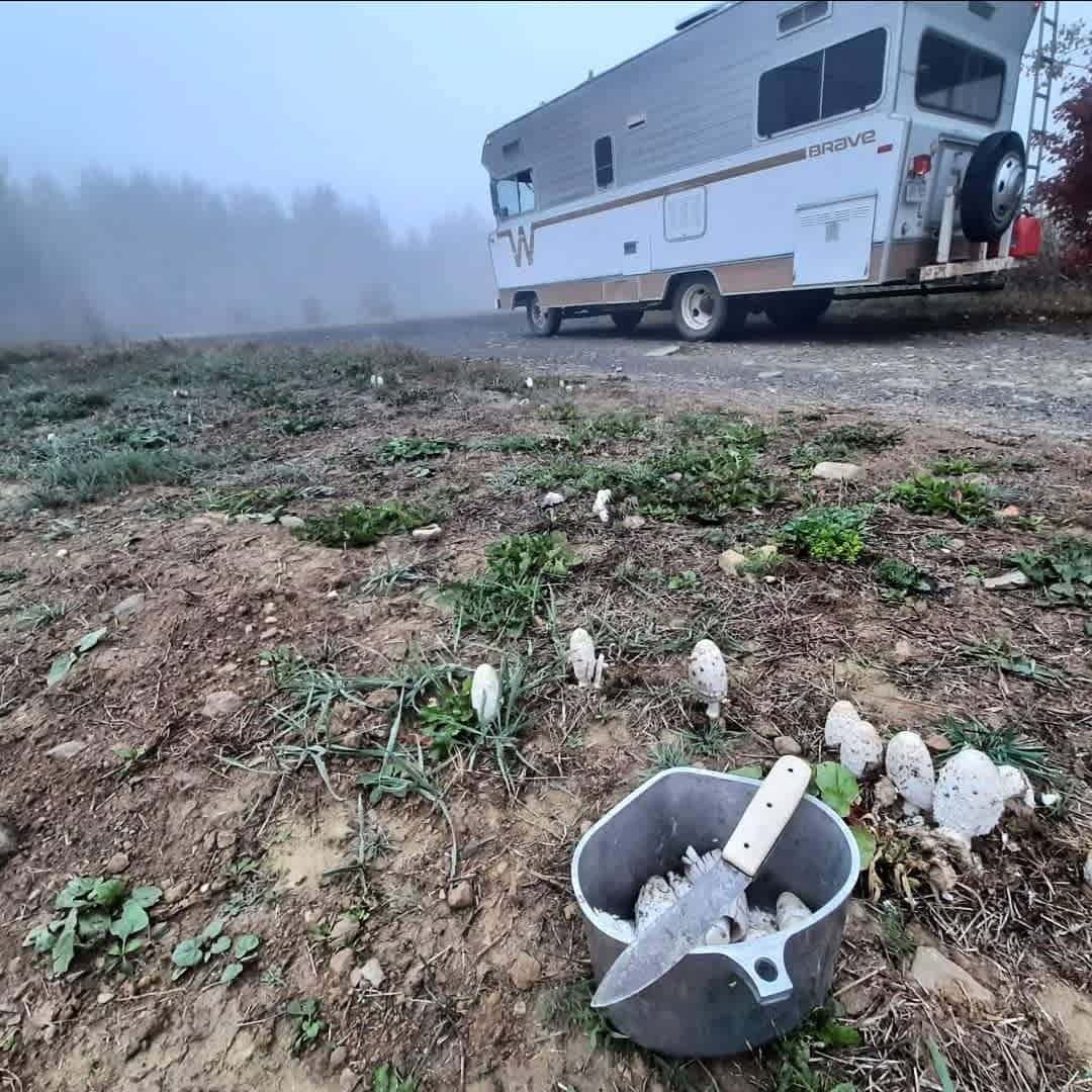 Skedaddle Ridge Homestead