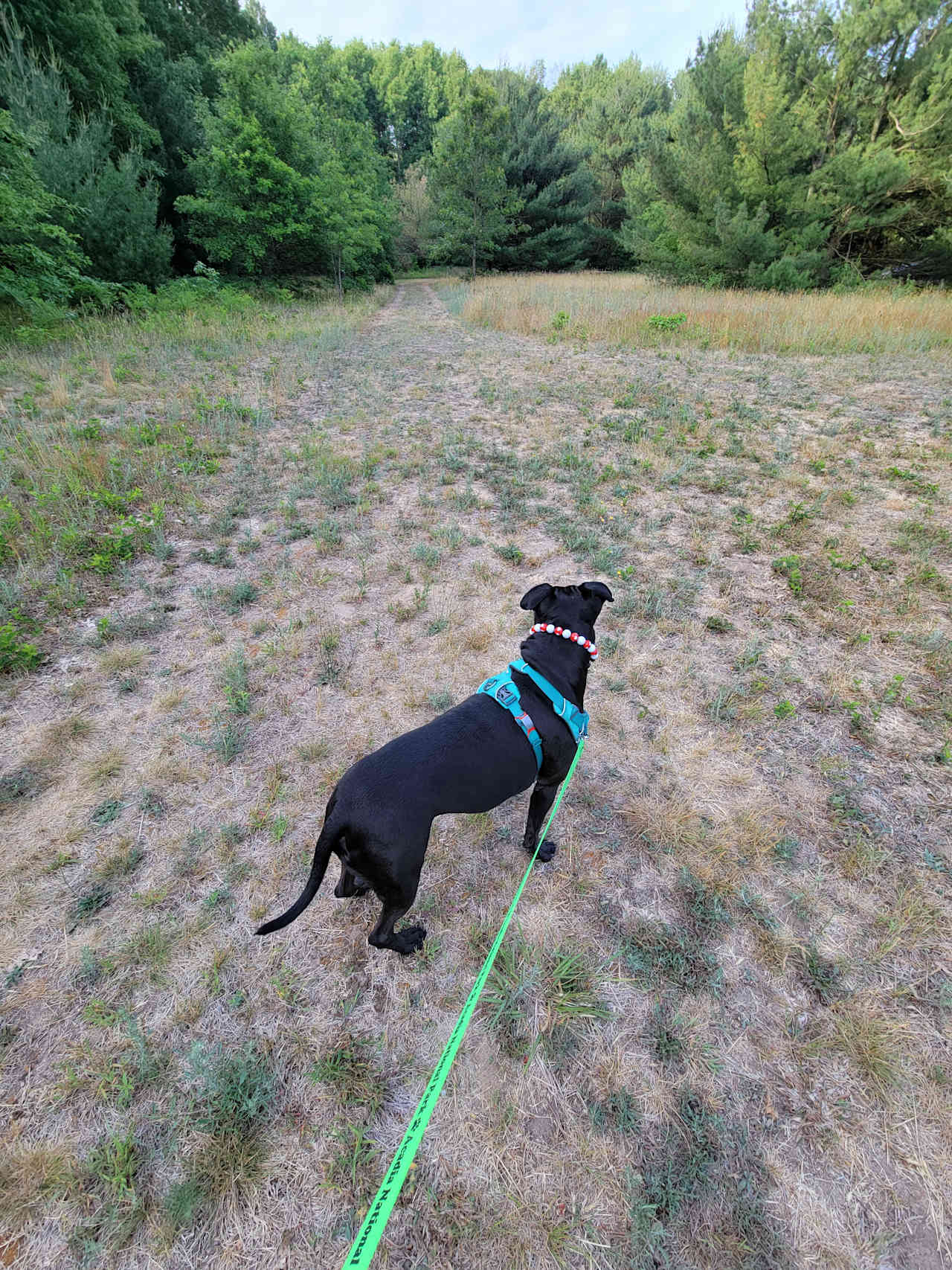 Rocky's trail walking..."let's go "