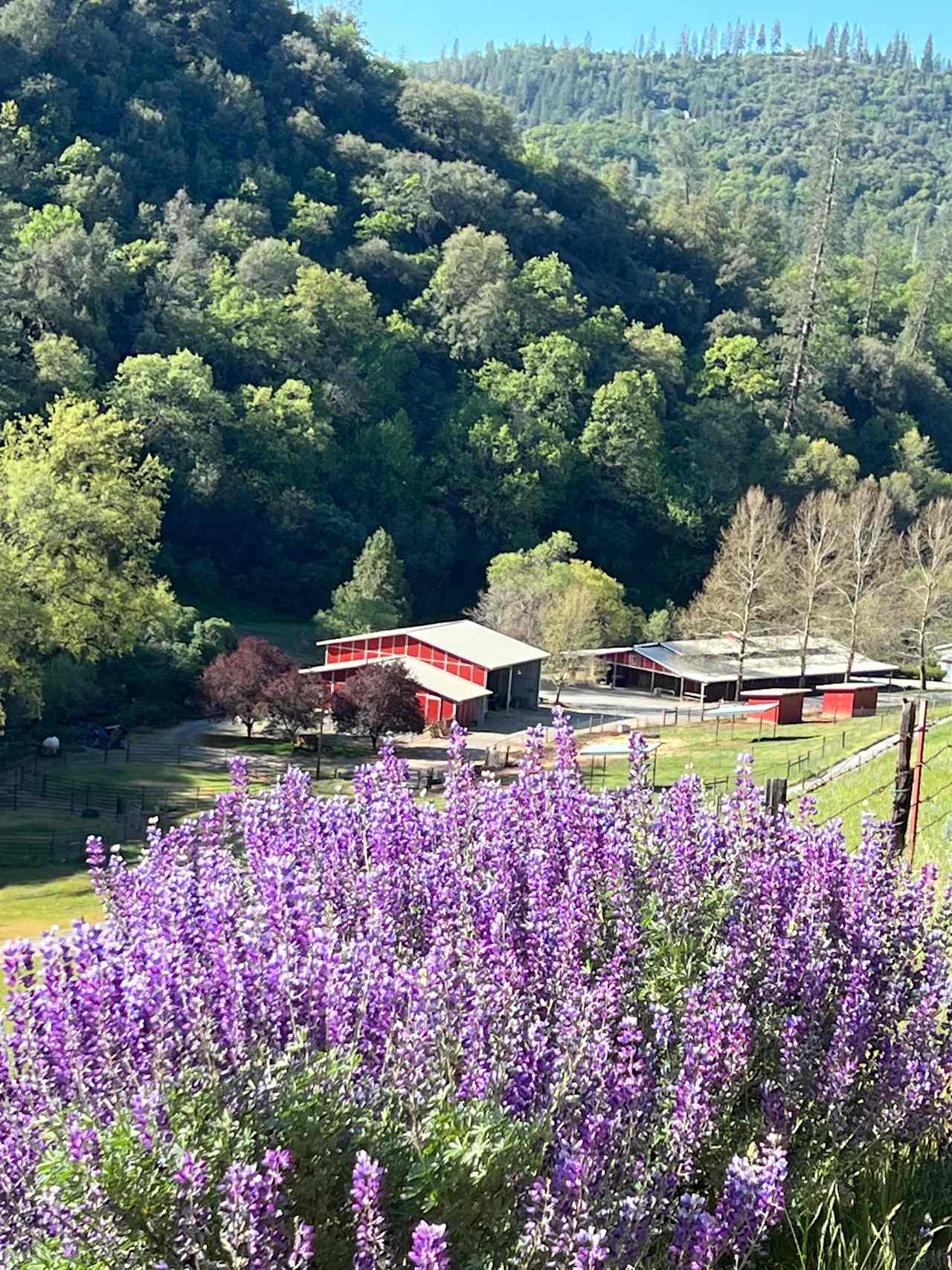 Here is a beautiful bird’s eye view of the property. The RV trailer has been parked in front of the first barn in the photo. 