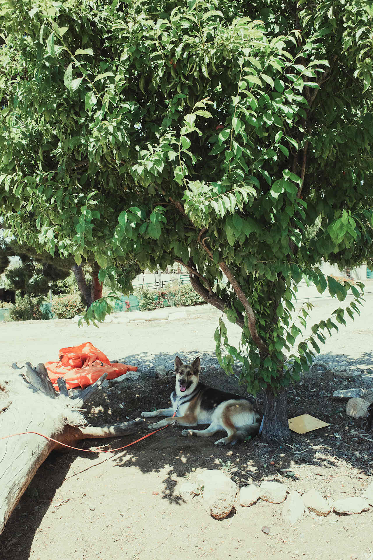 kuma enjoying the shade