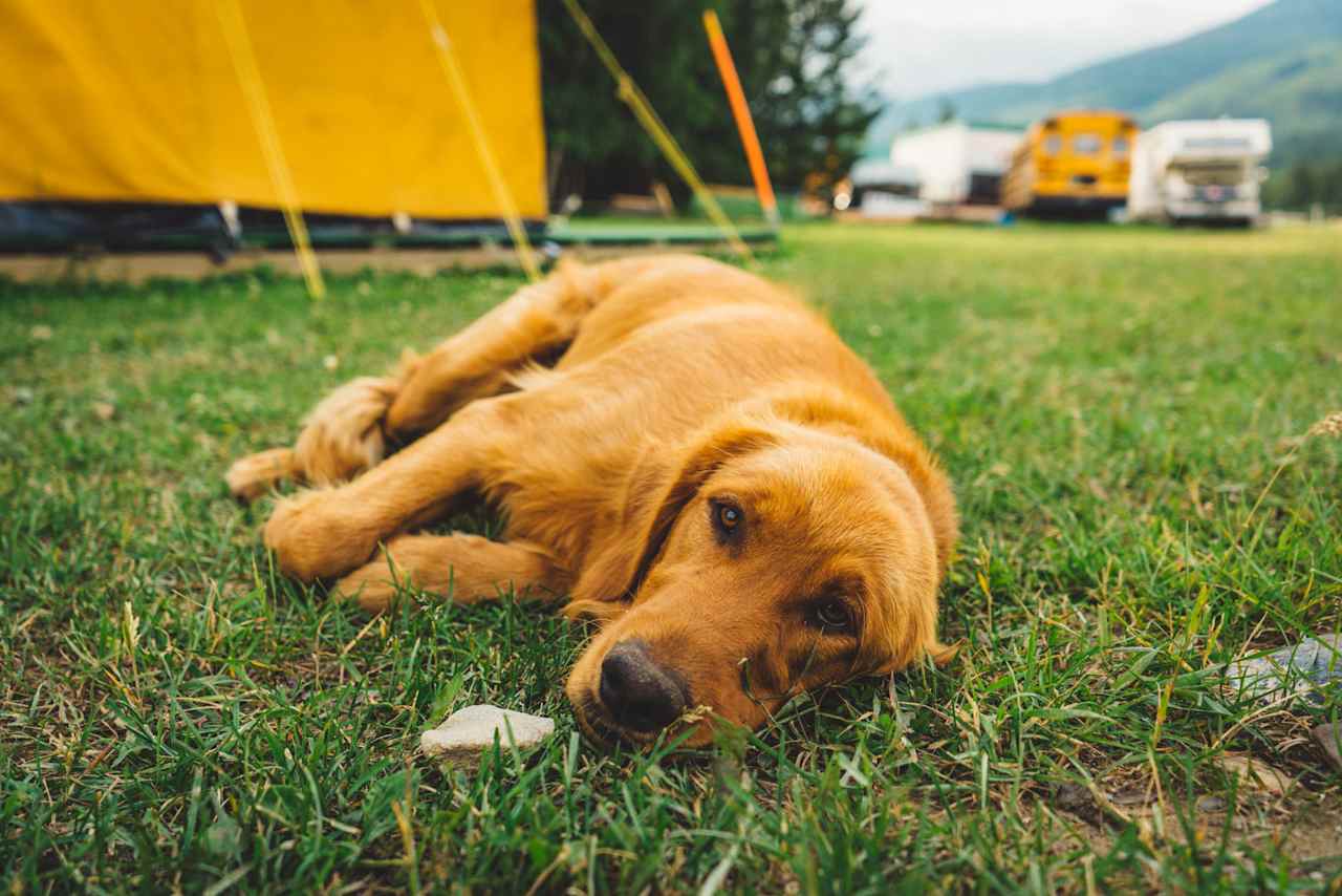 One of the three friendly dogs.