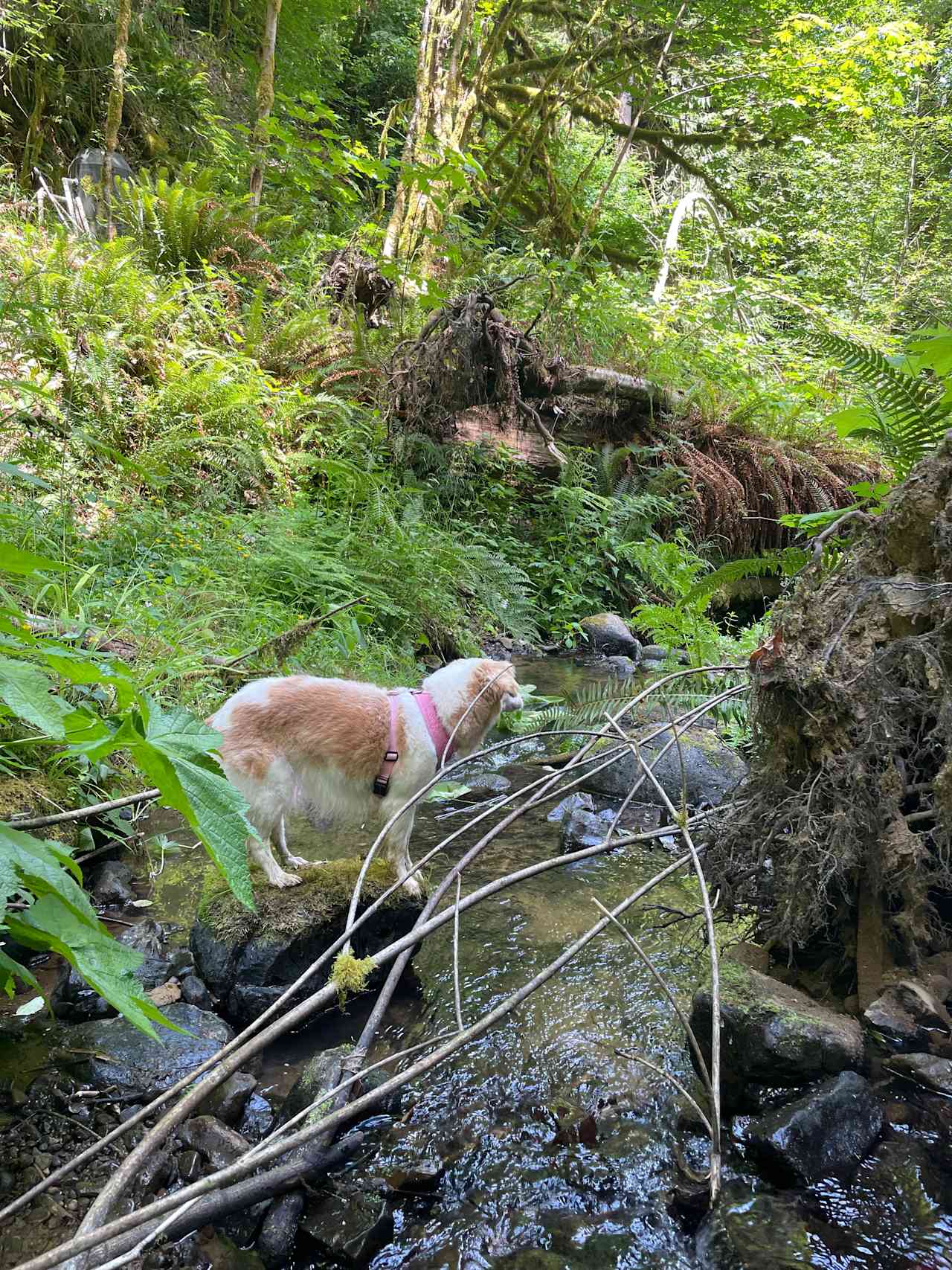 Favorite Creek Campground