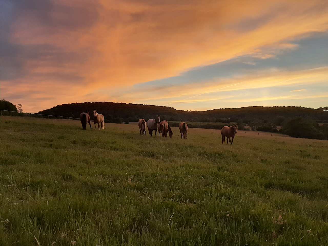 Horizon Equestrian Center