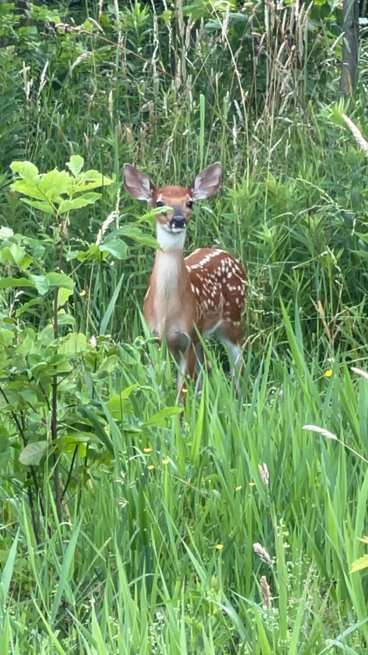 Hardscrabble Nature Preserve